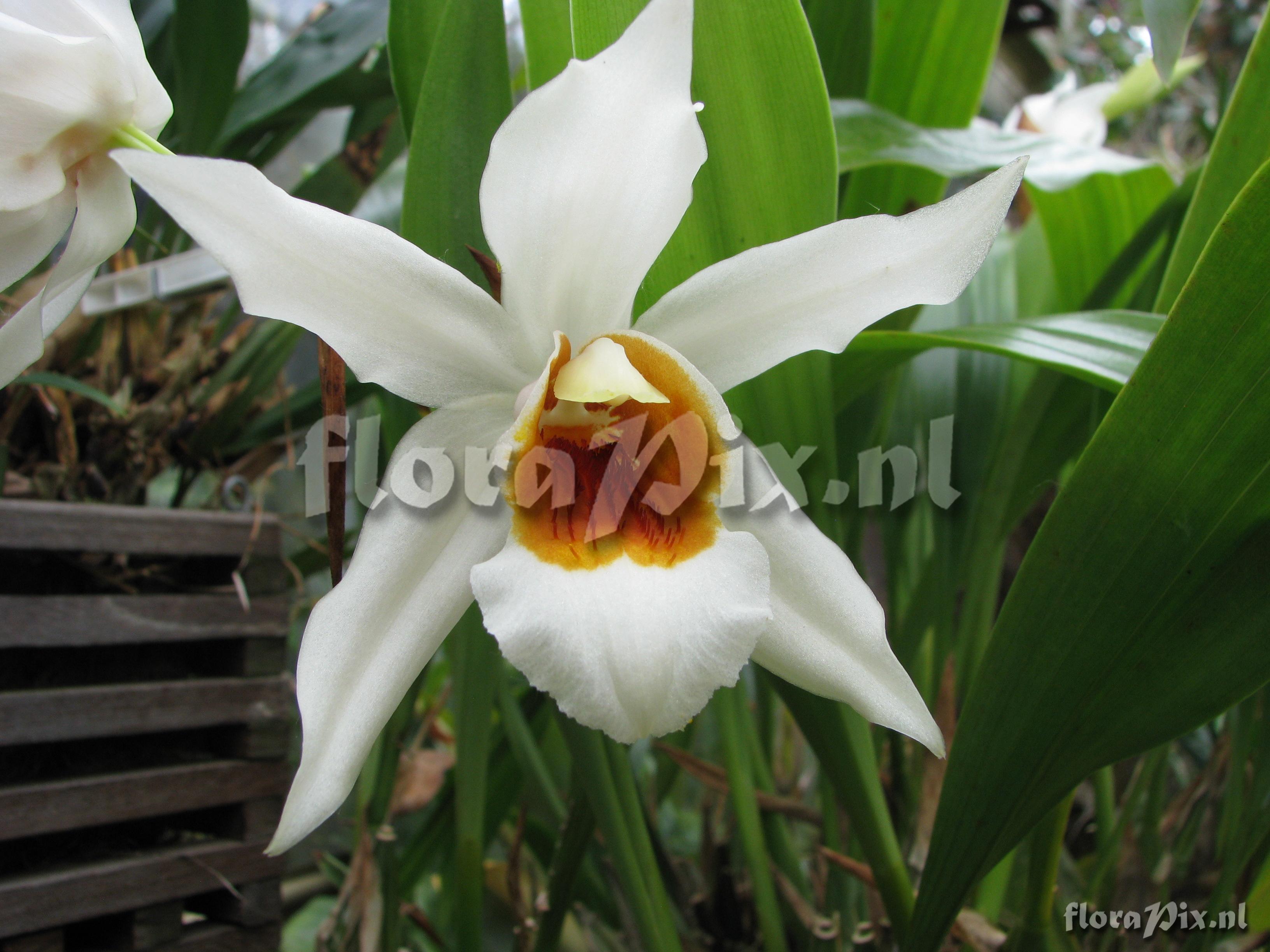 Coelogyne mooreana