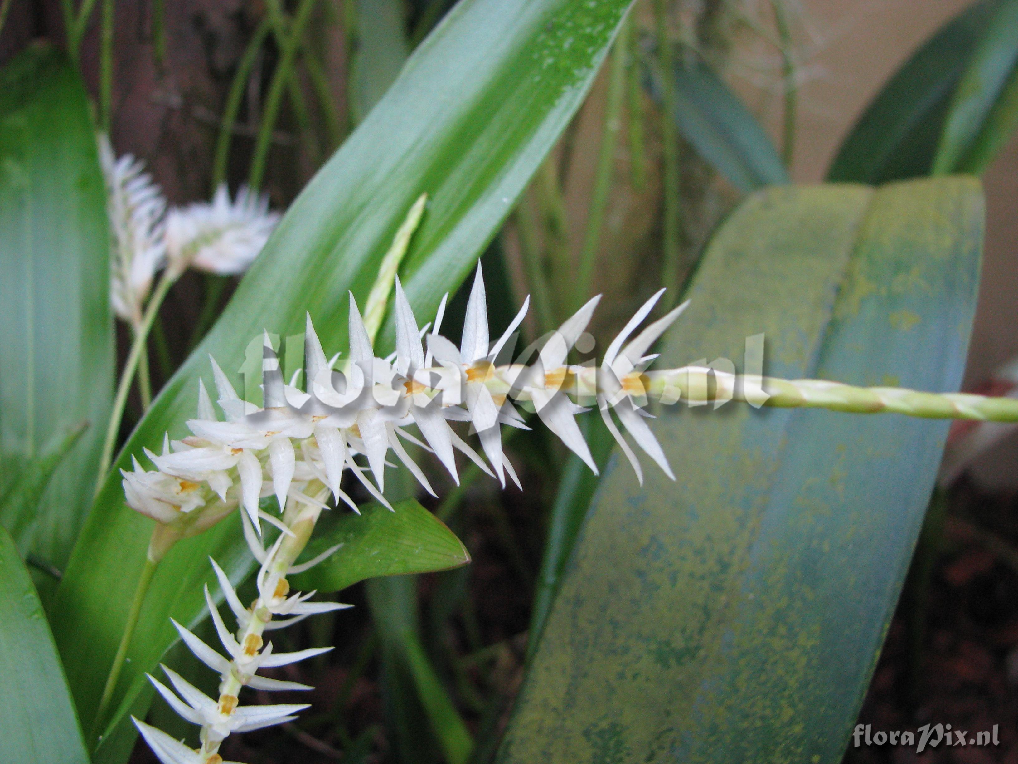 Dendrochilum glumaceum