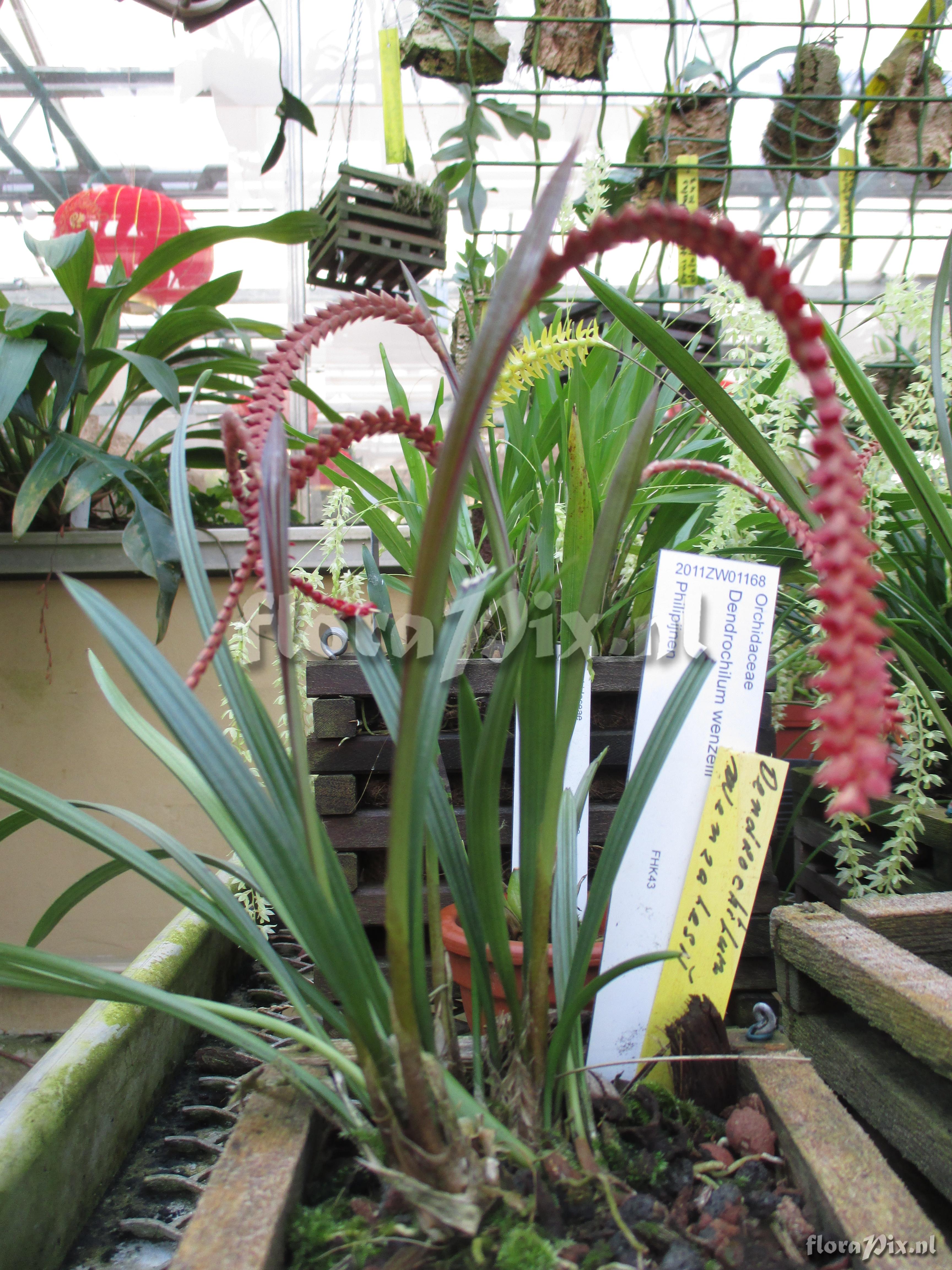 Dendrochilum wenzelii