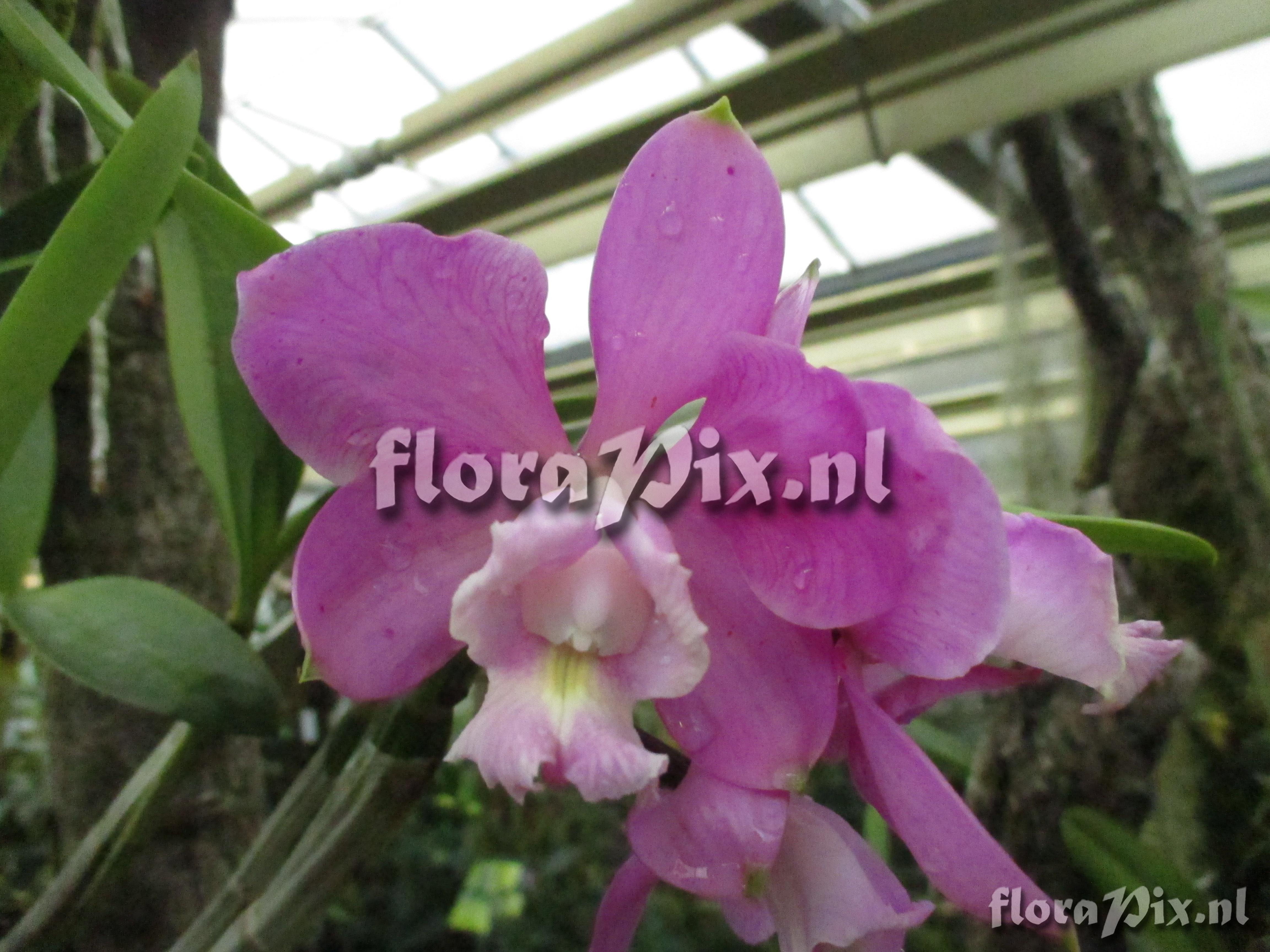 Cattleya harrisoniana