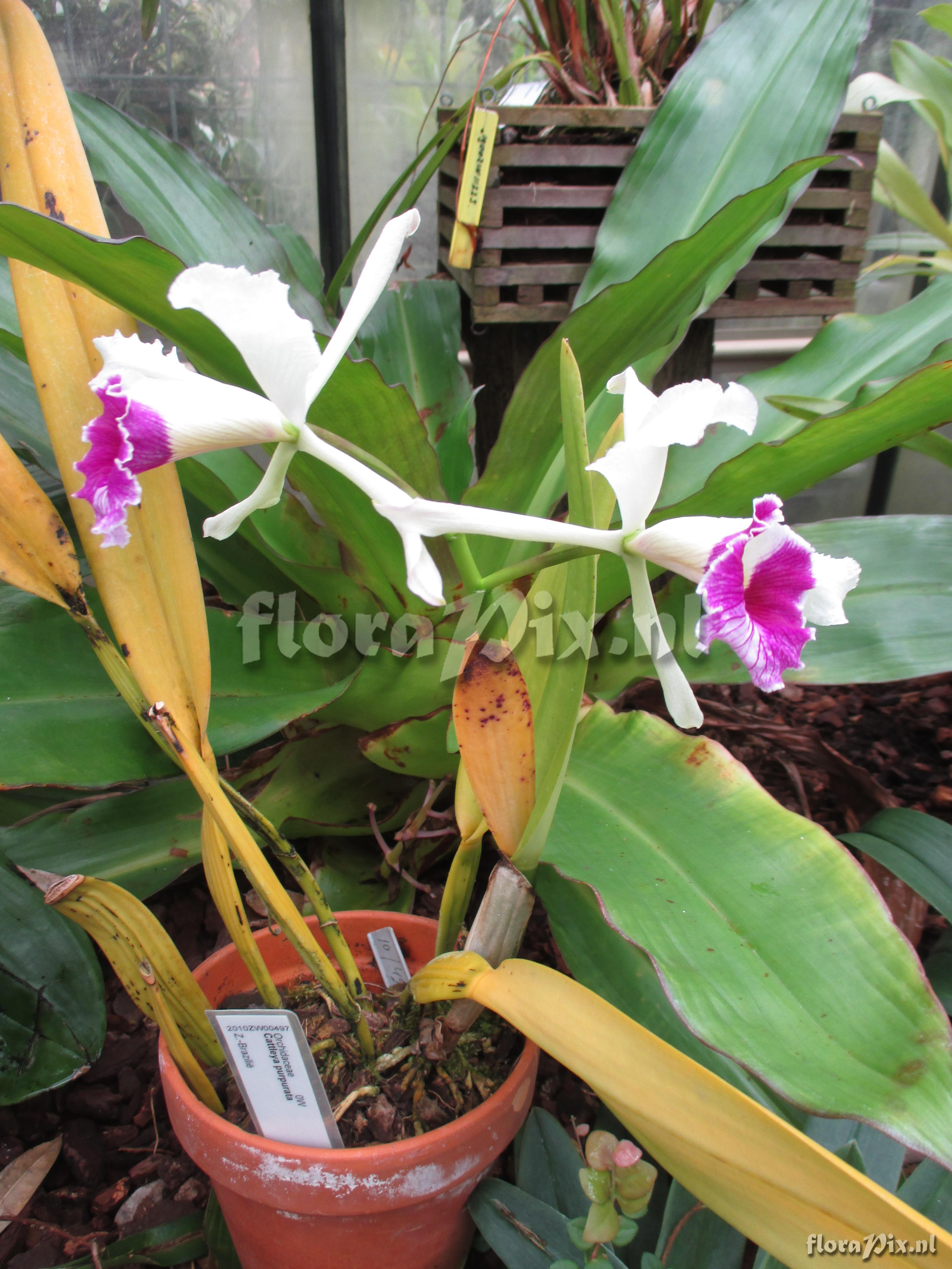 Cattleya purpurata