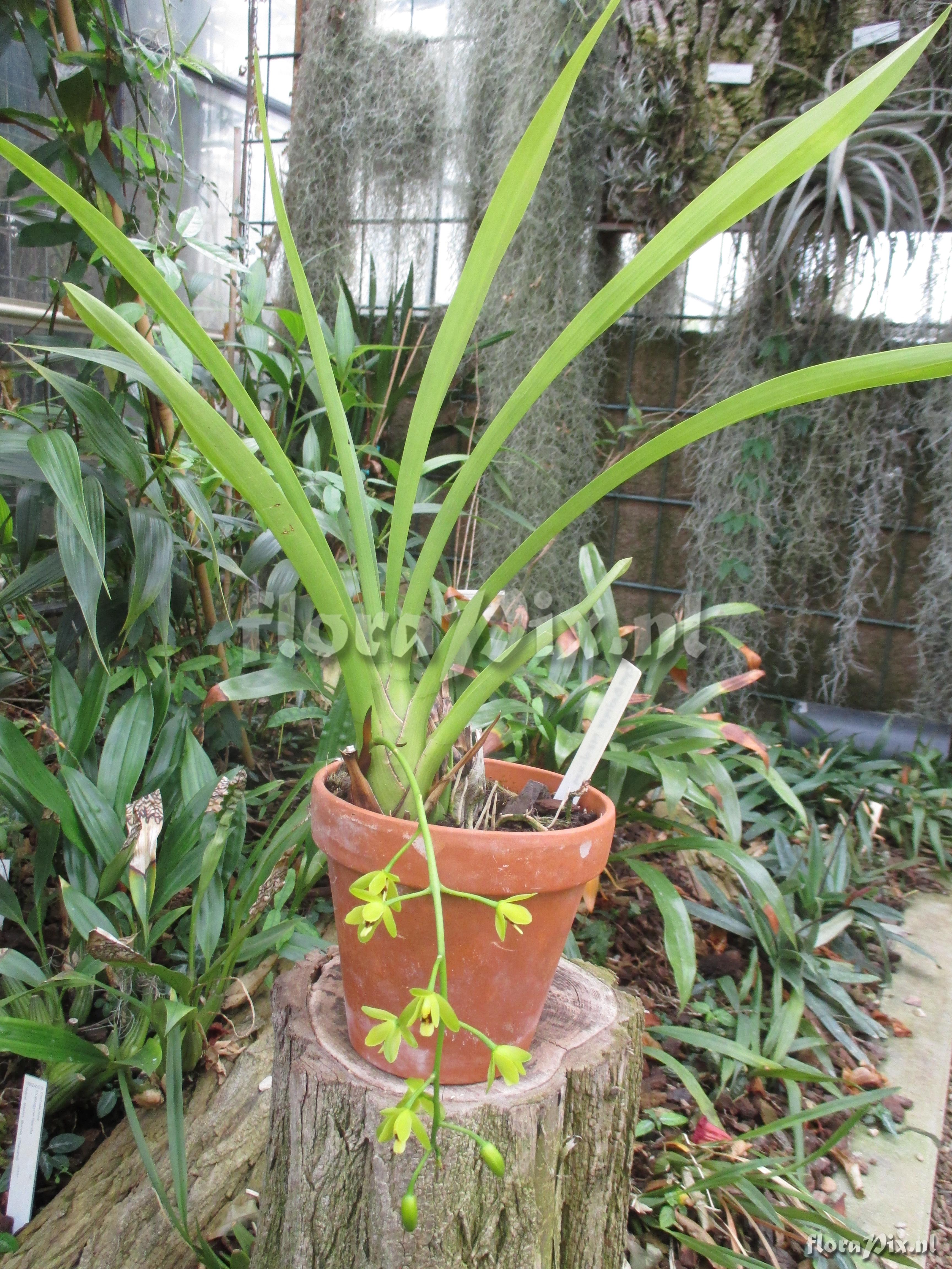 Cymbidium medium