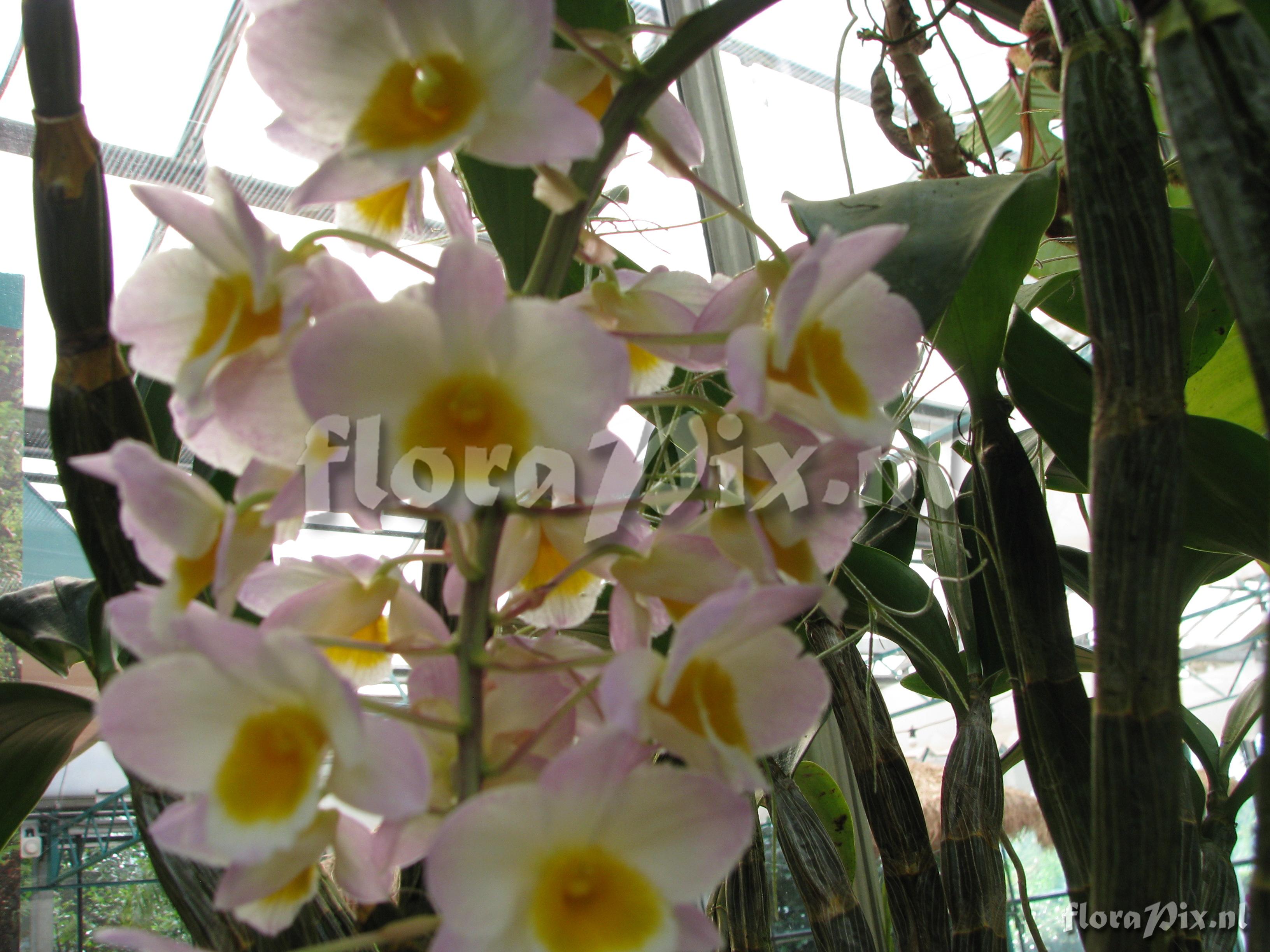 Dendrobium farmeri