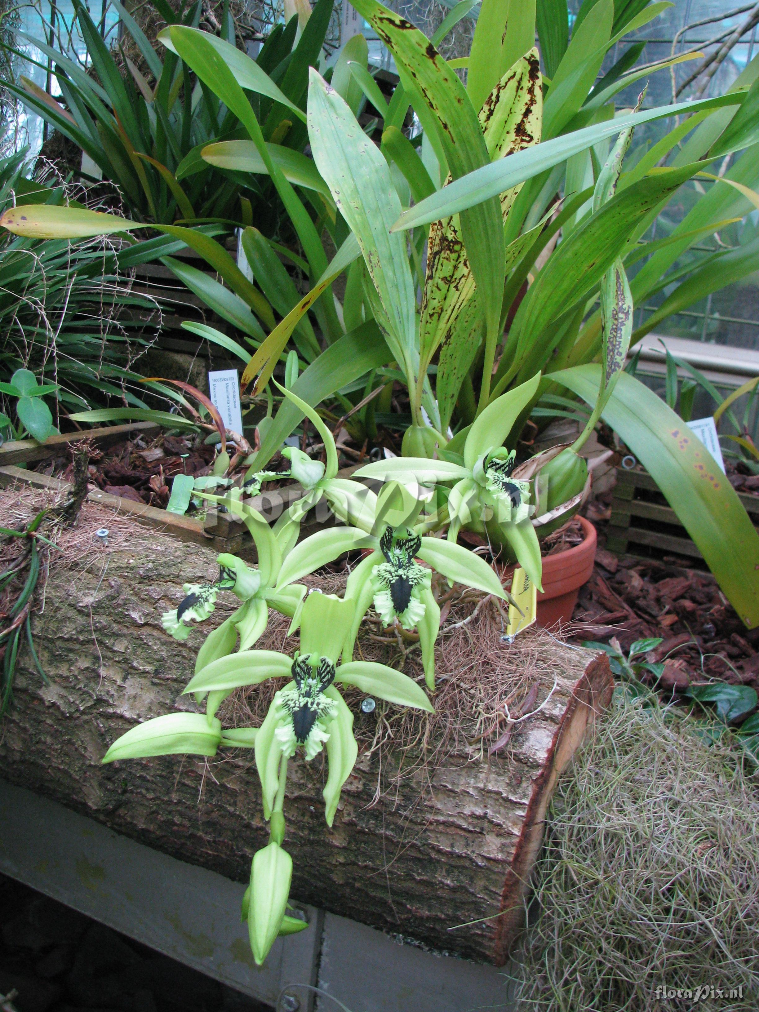 Coelogyne pandurata