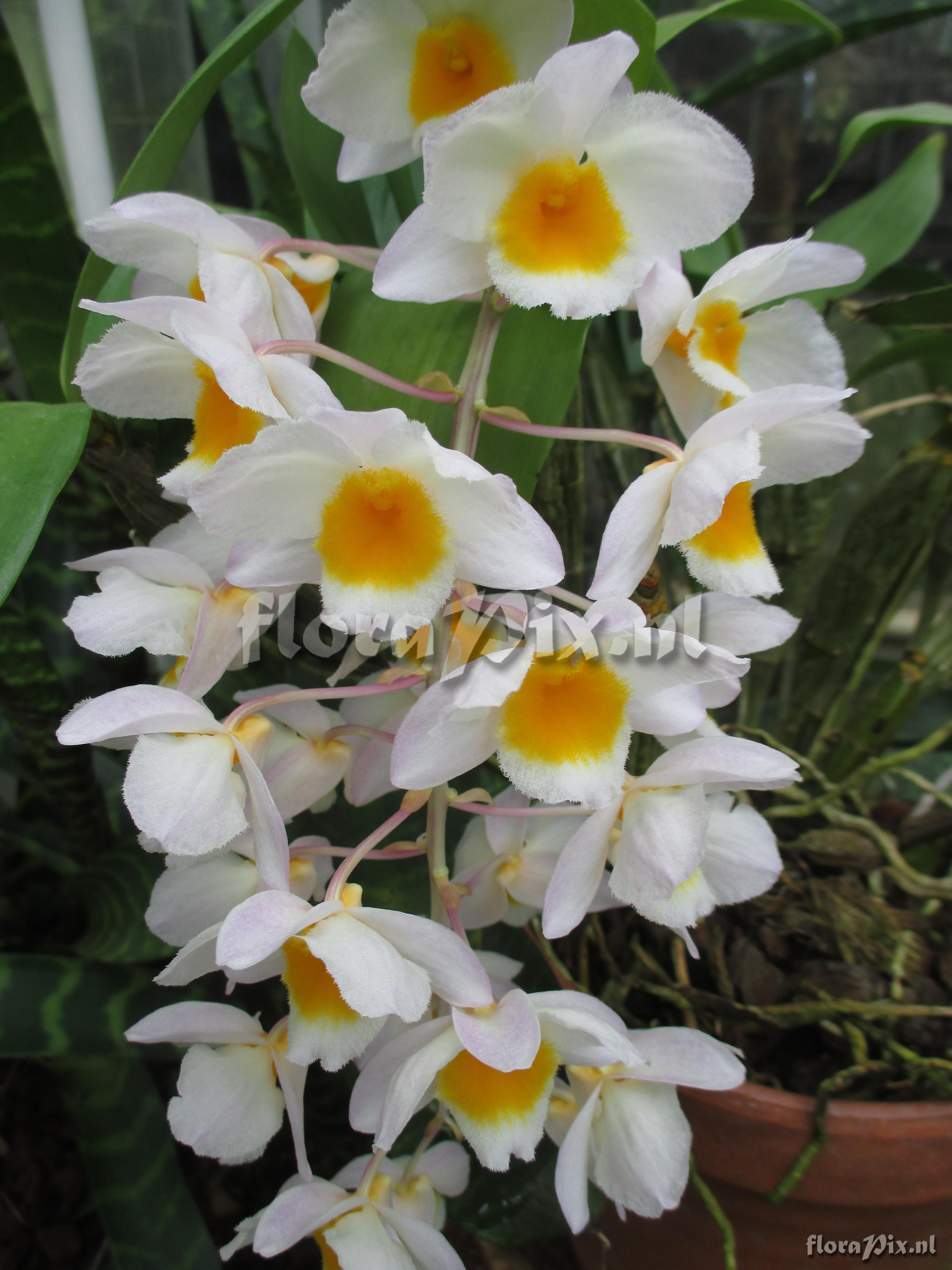 Dendrobium farmeri