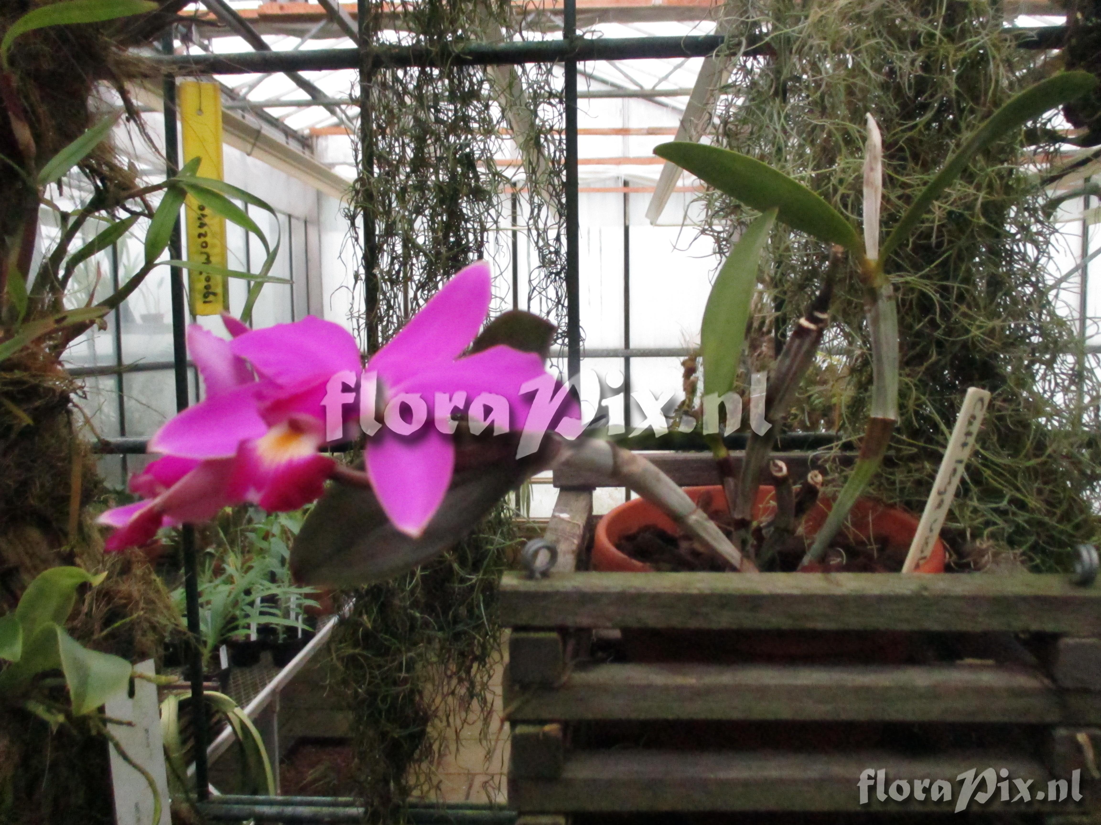 Cattleya violacea