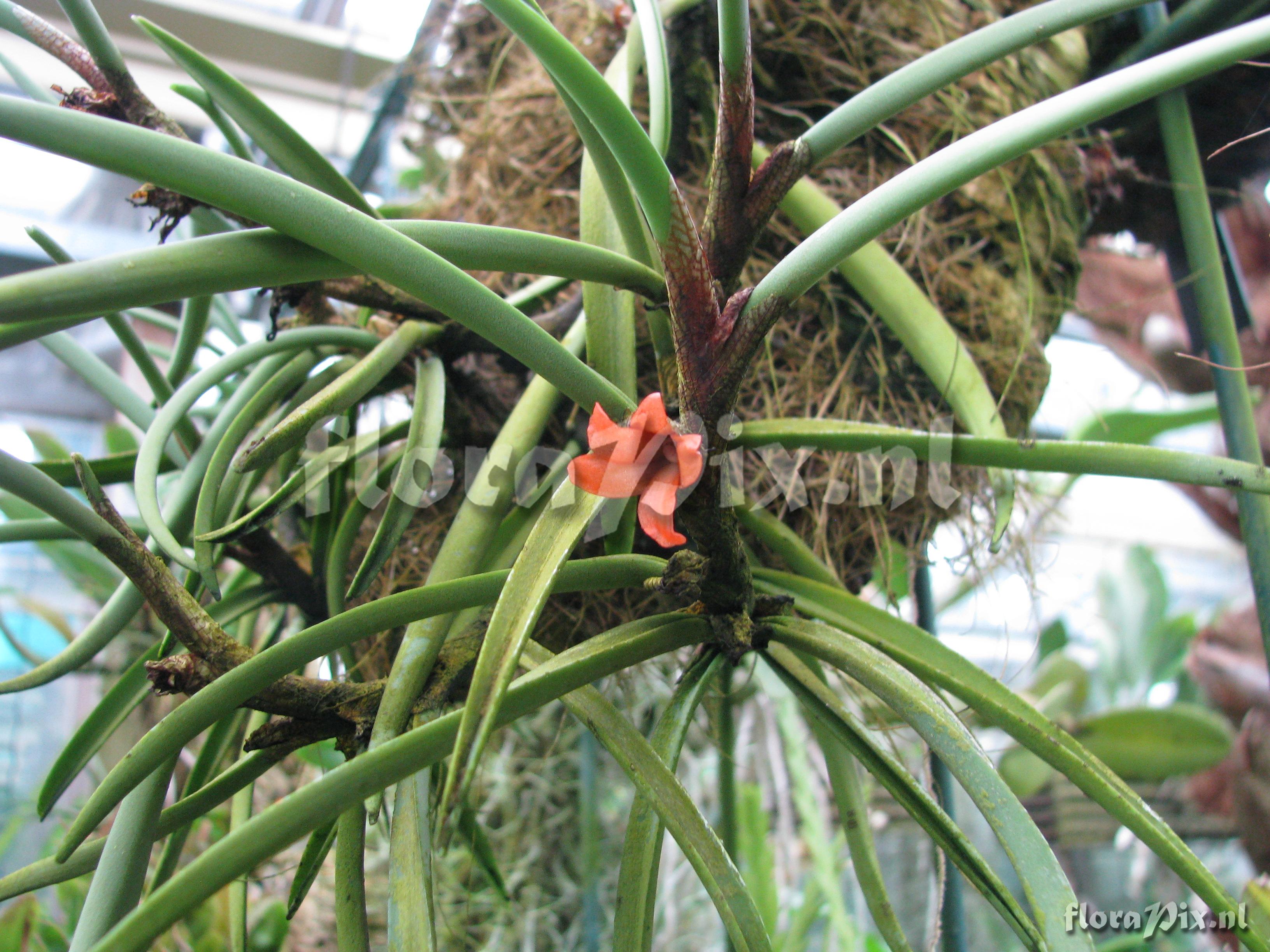 Ceratostylis rubra