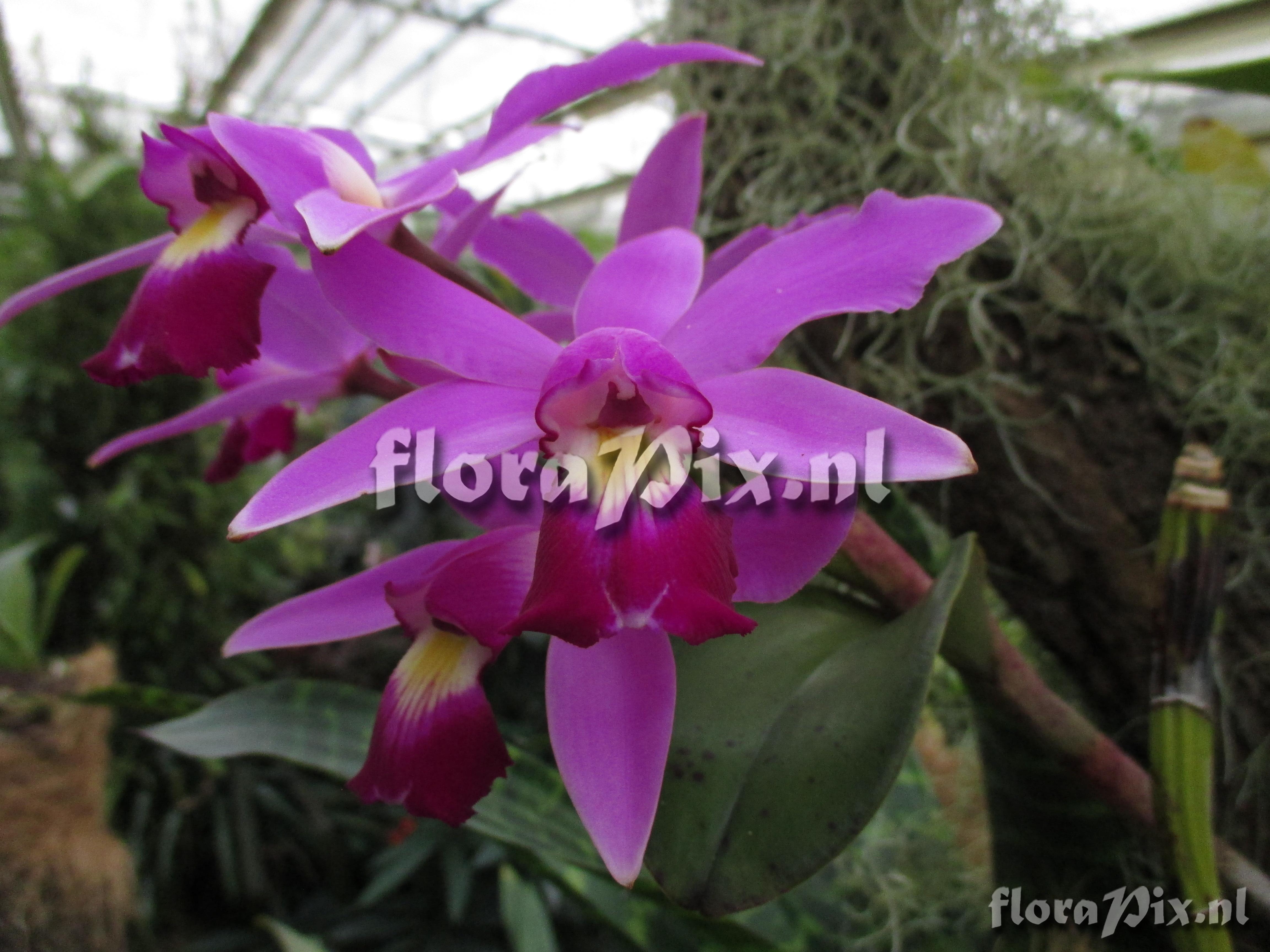 Cattleya violacea