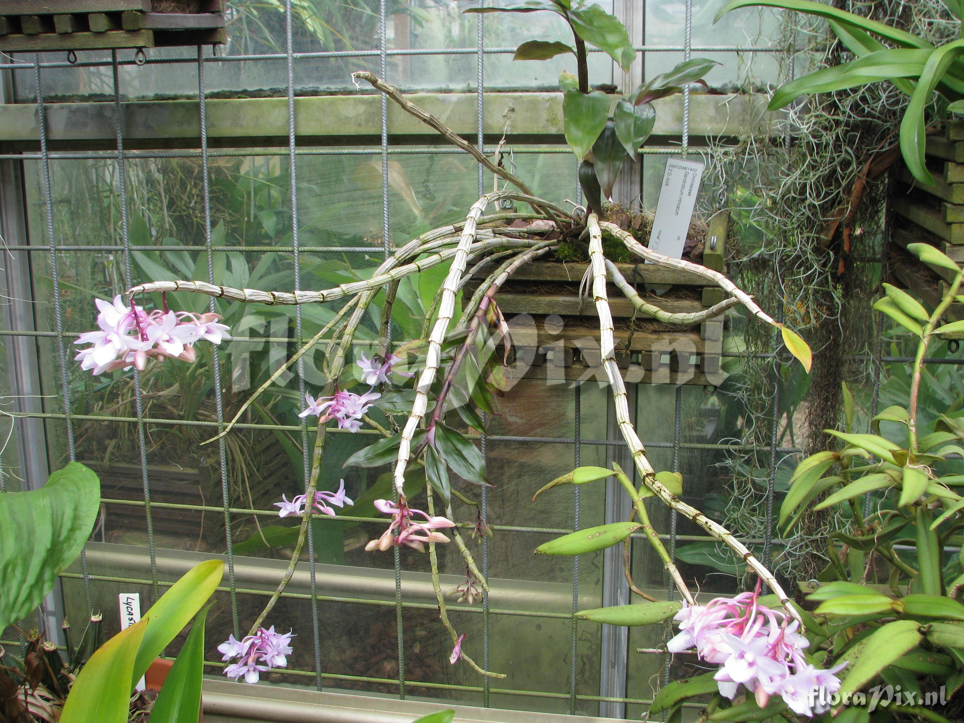 Dendrobium intricatum