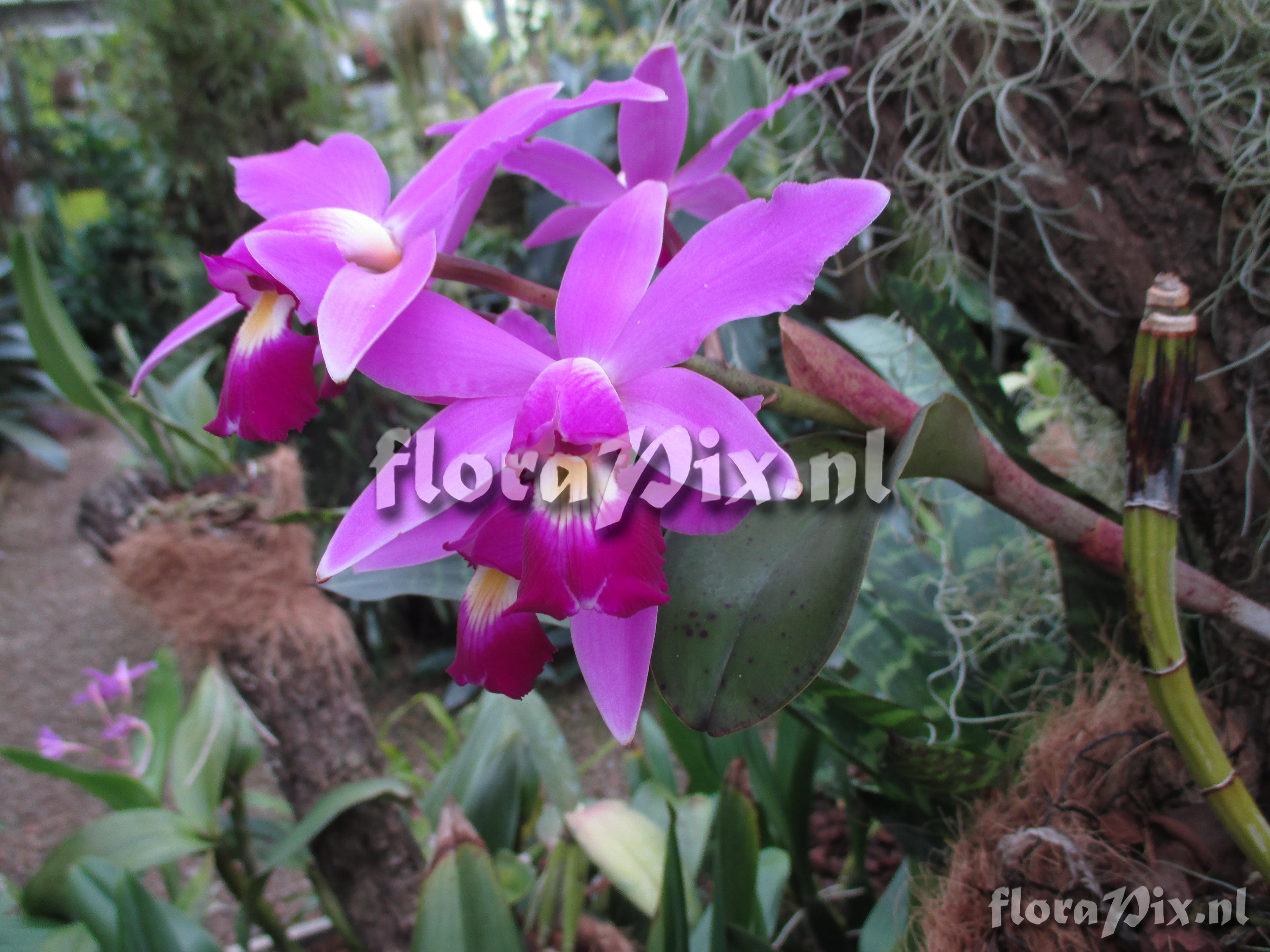 Cattleya violacea