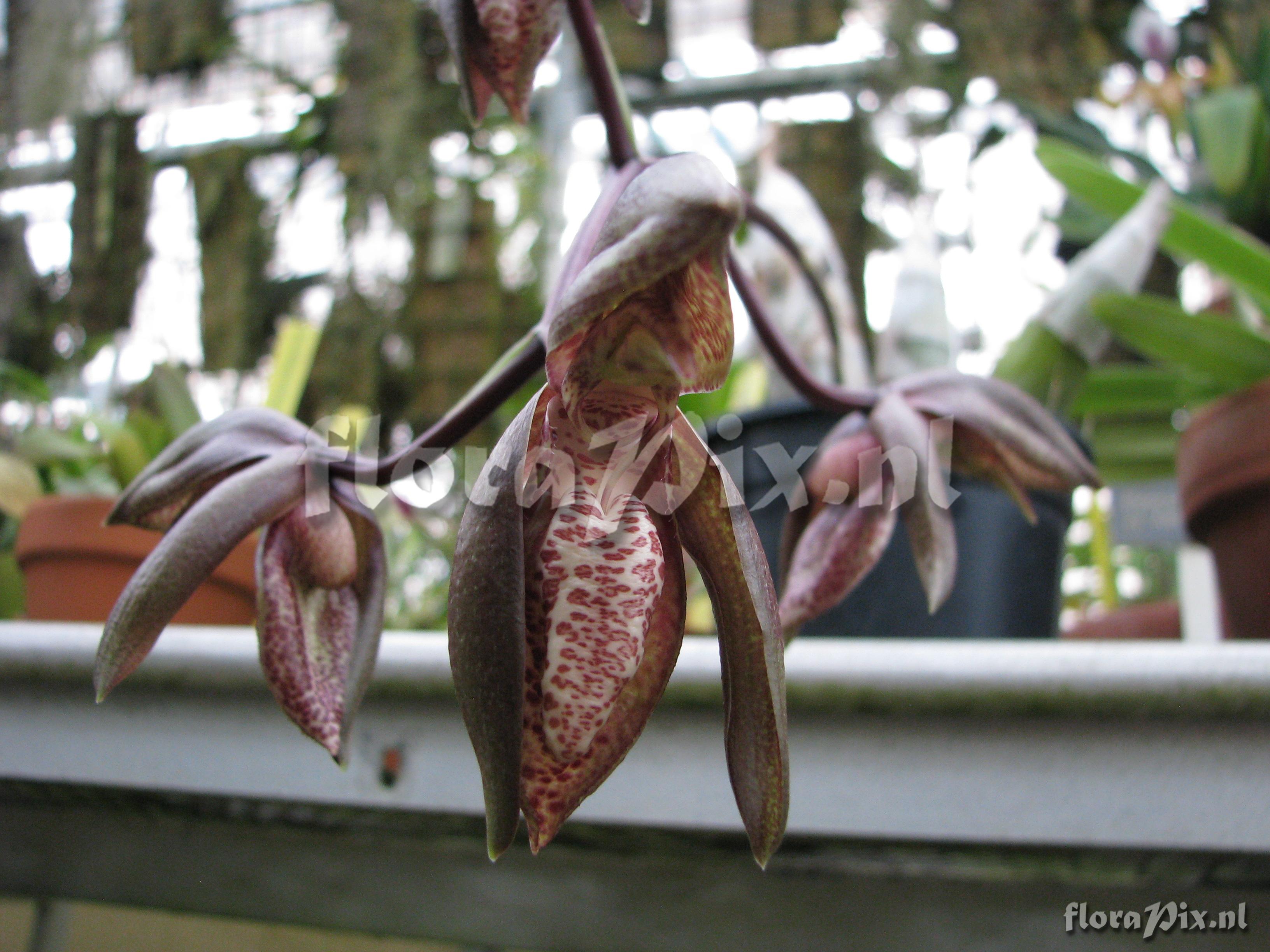 Catasetum tabulare