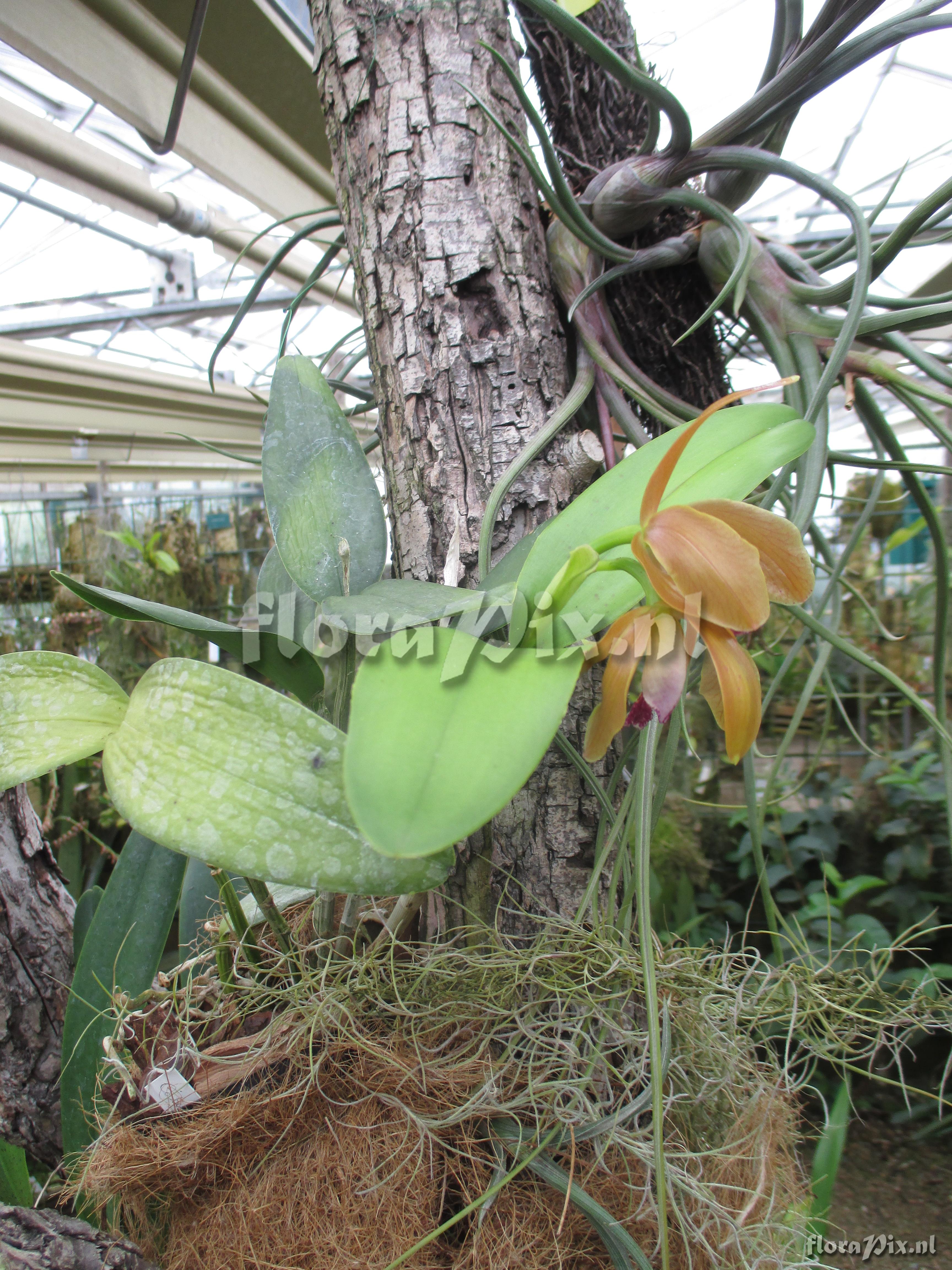 Cattleya tenebrosa f. aurea