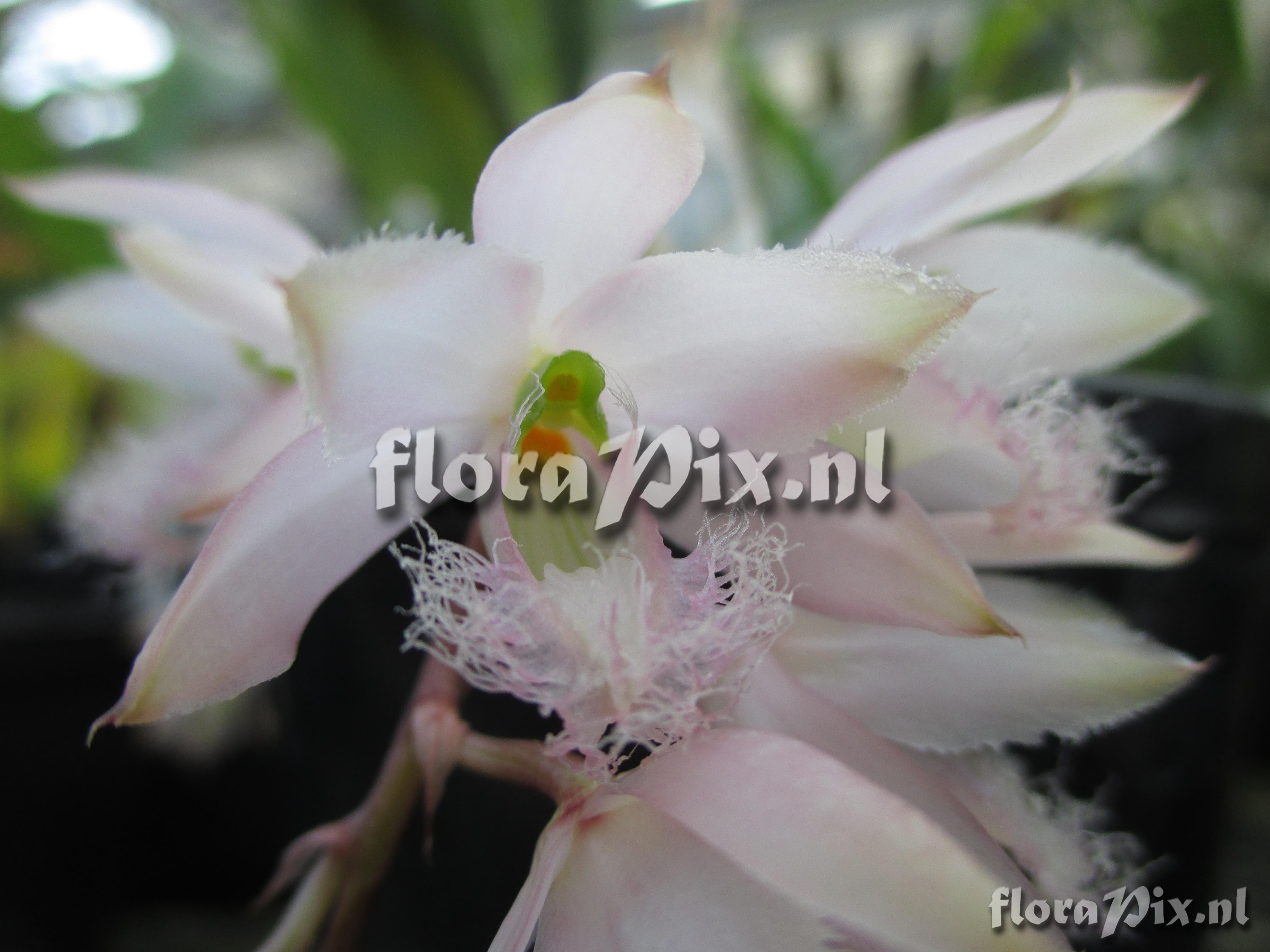 Clowesia rosea