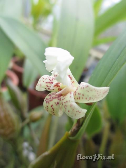 Dendrobium plicabile