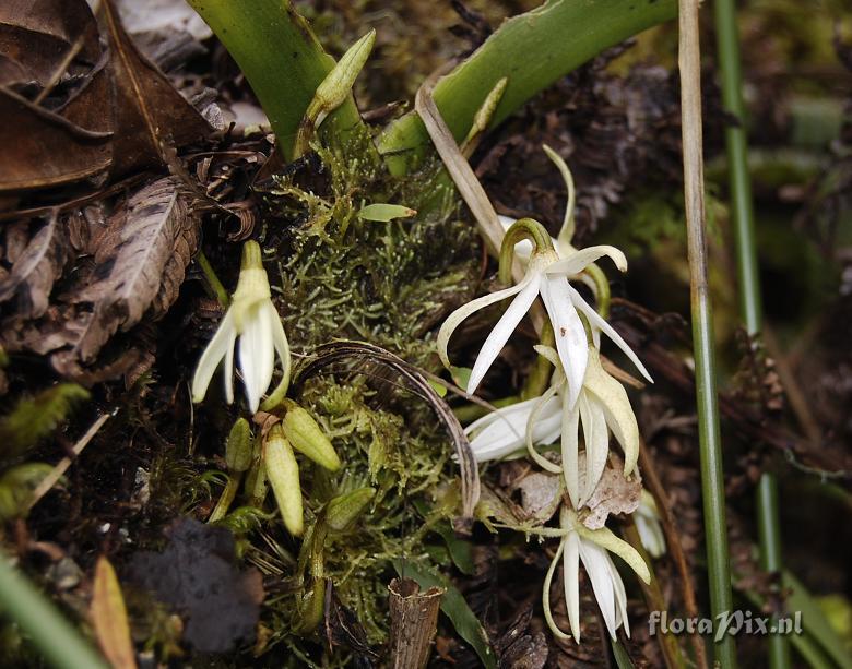 Jumellea triquetra