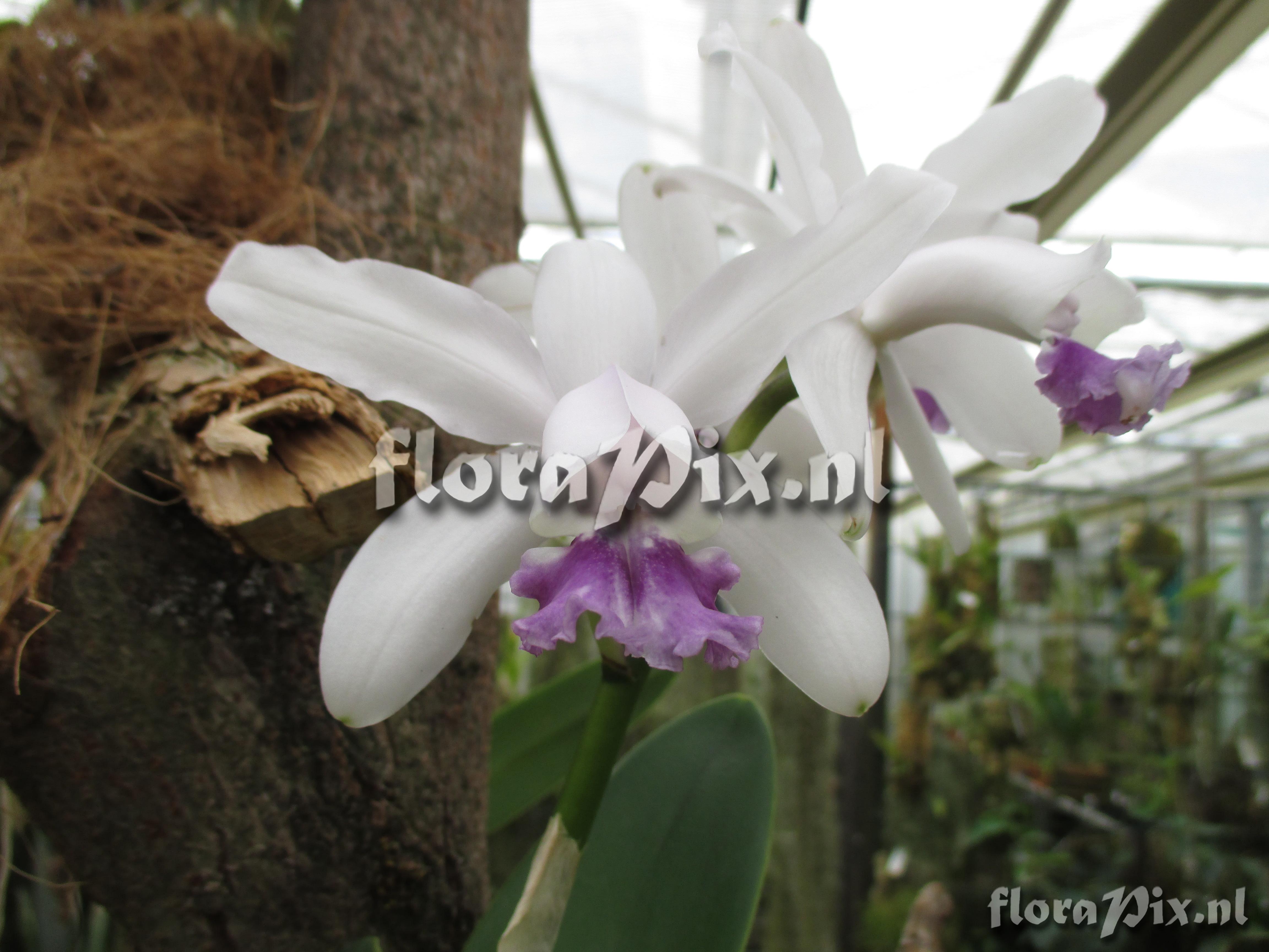 Cattleya intermedia fma coerulea