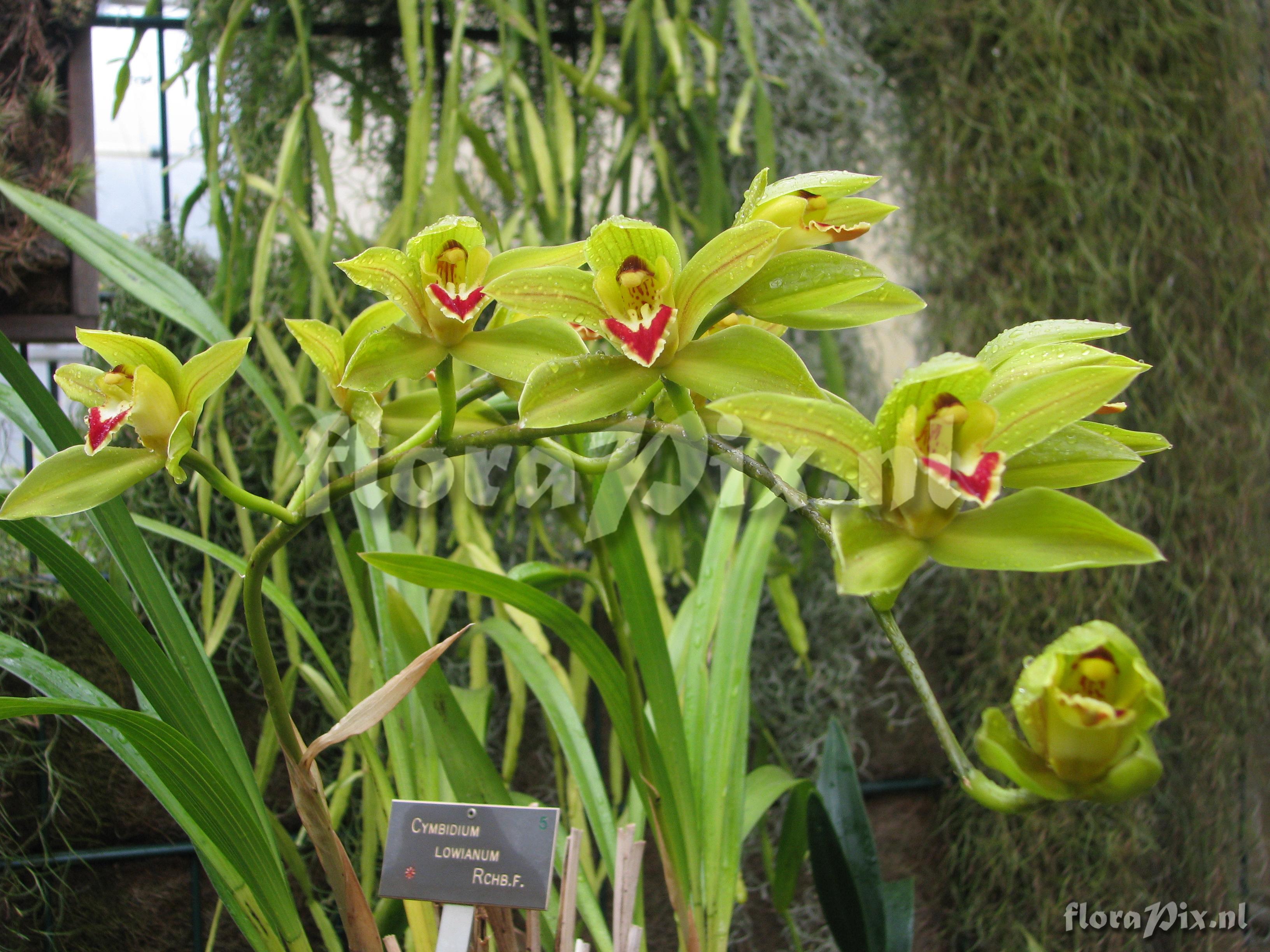 Cymbidium lowianum.JPG