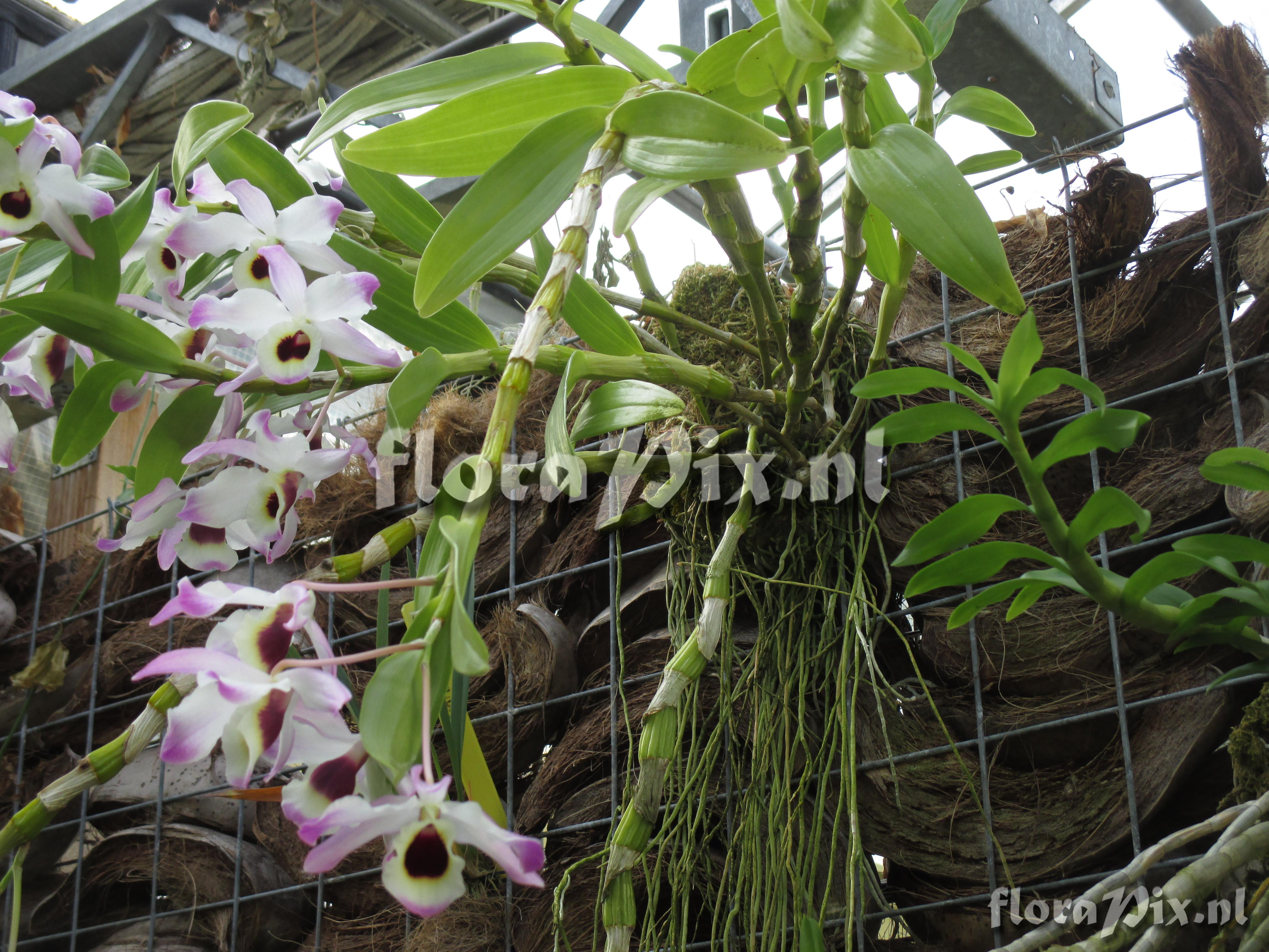 Dendrobium spec.