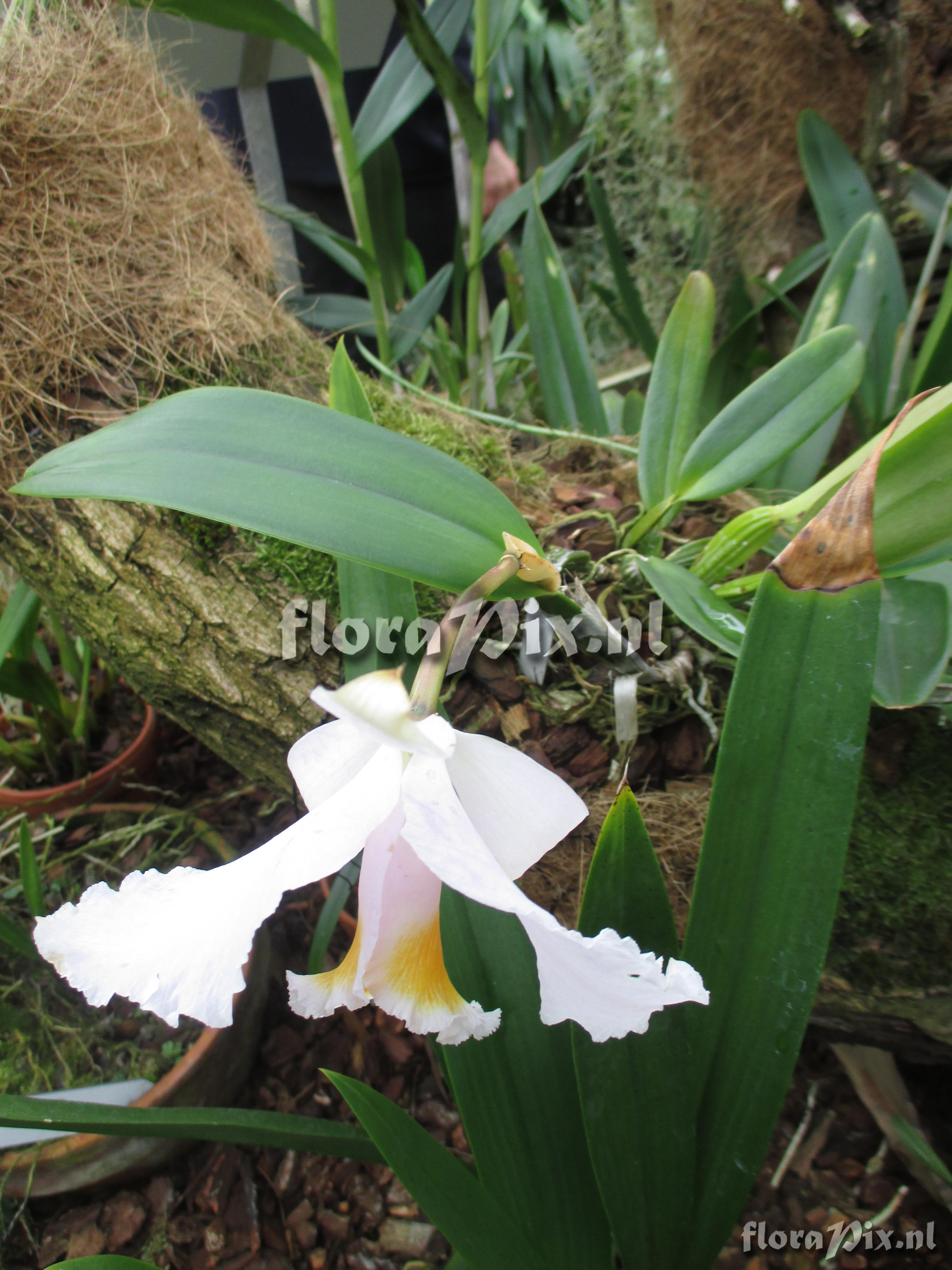 Cattleya schroederae