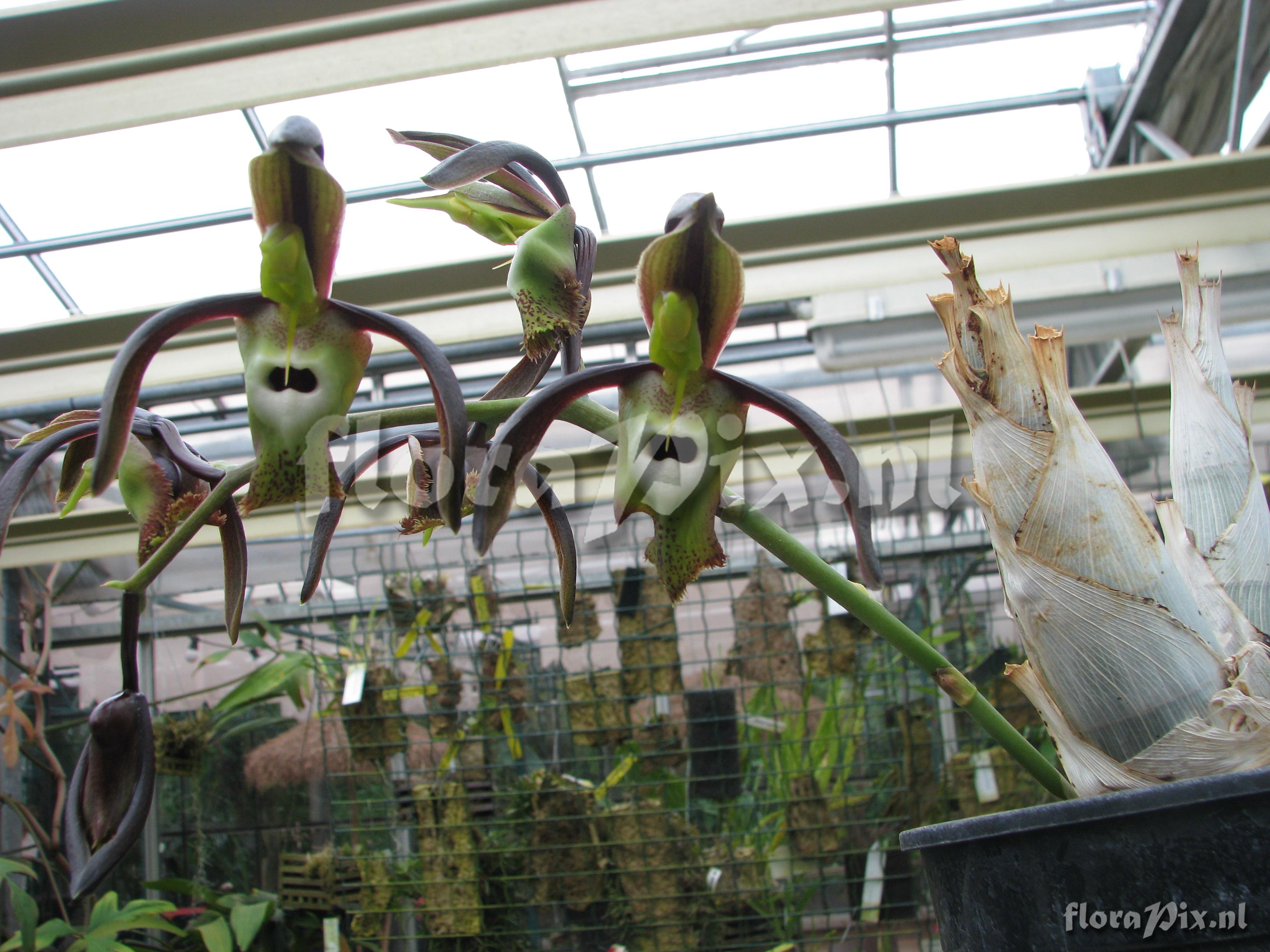 Catasetum spec. of topuanum