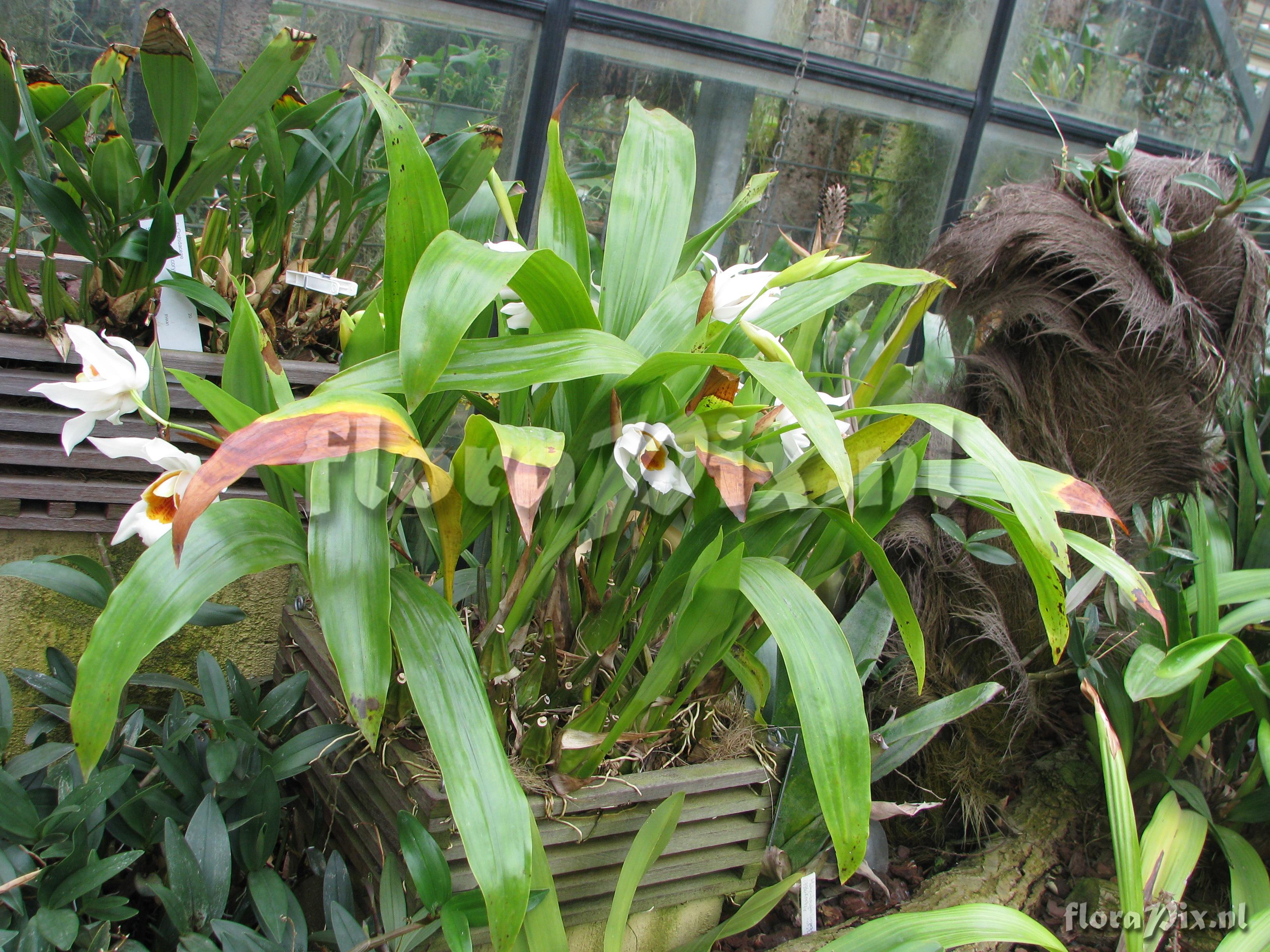 Coelogyne mooreana