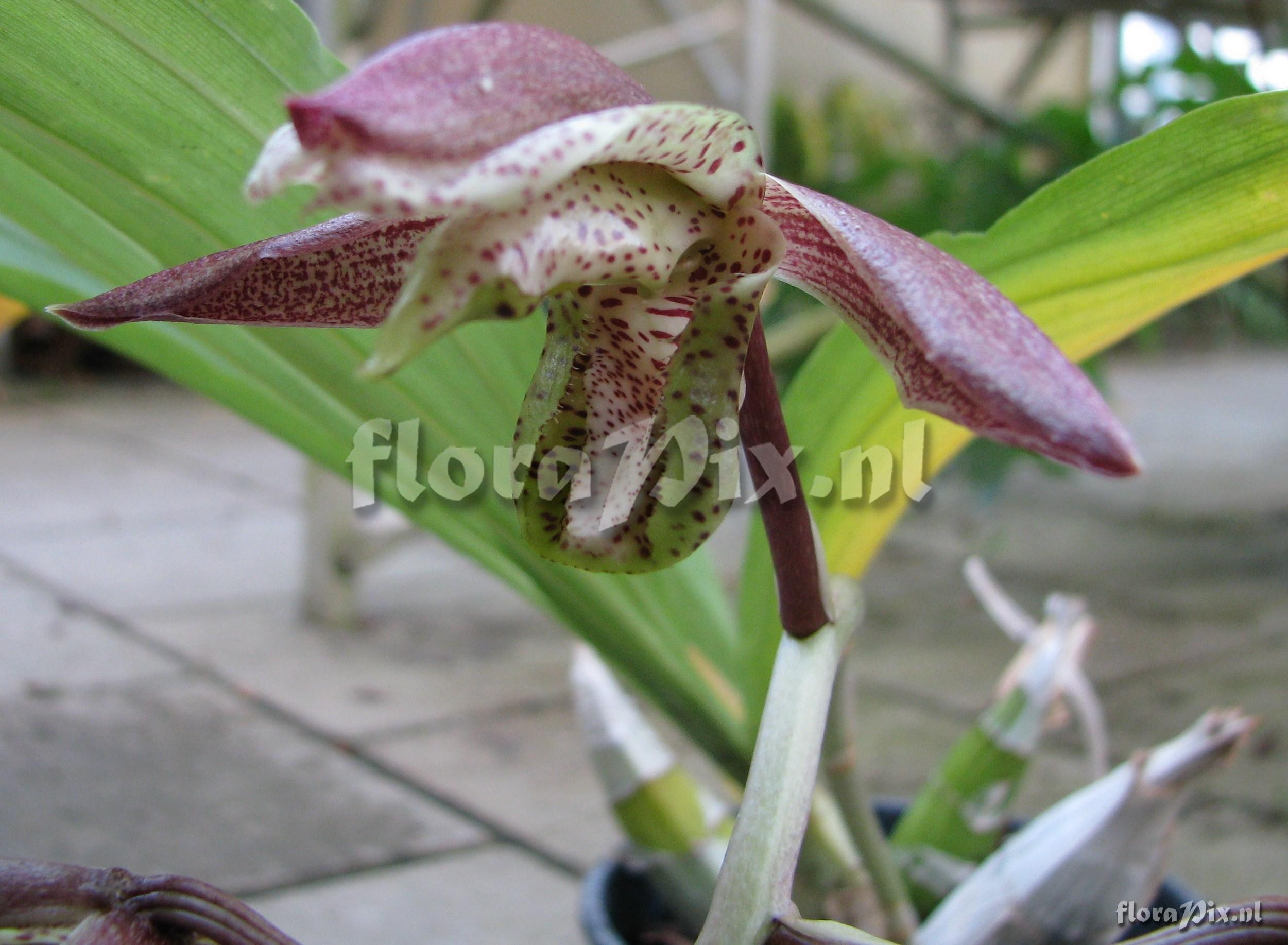 Catasetum dupliciscutulatum