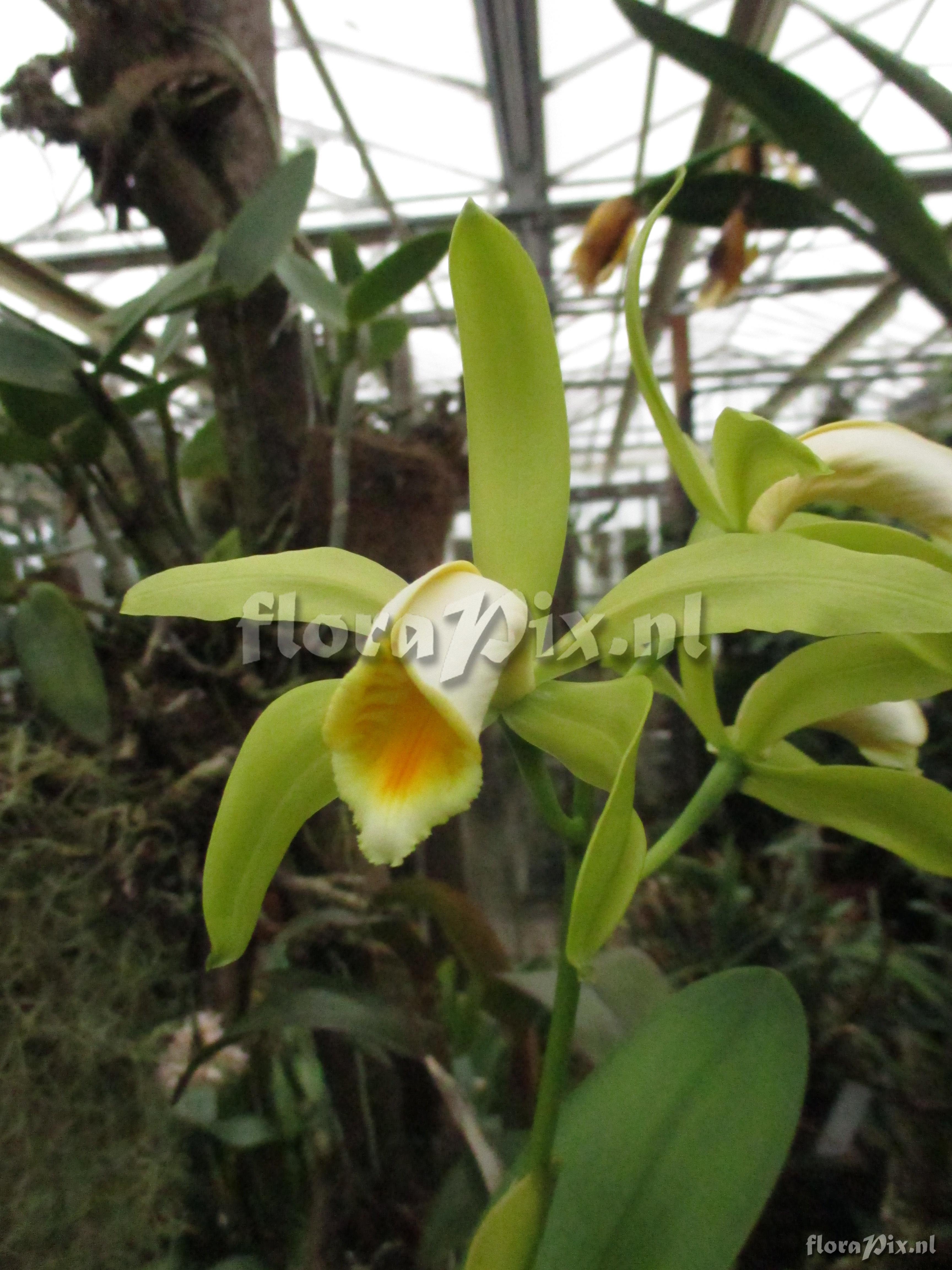 Cattleya forbesii