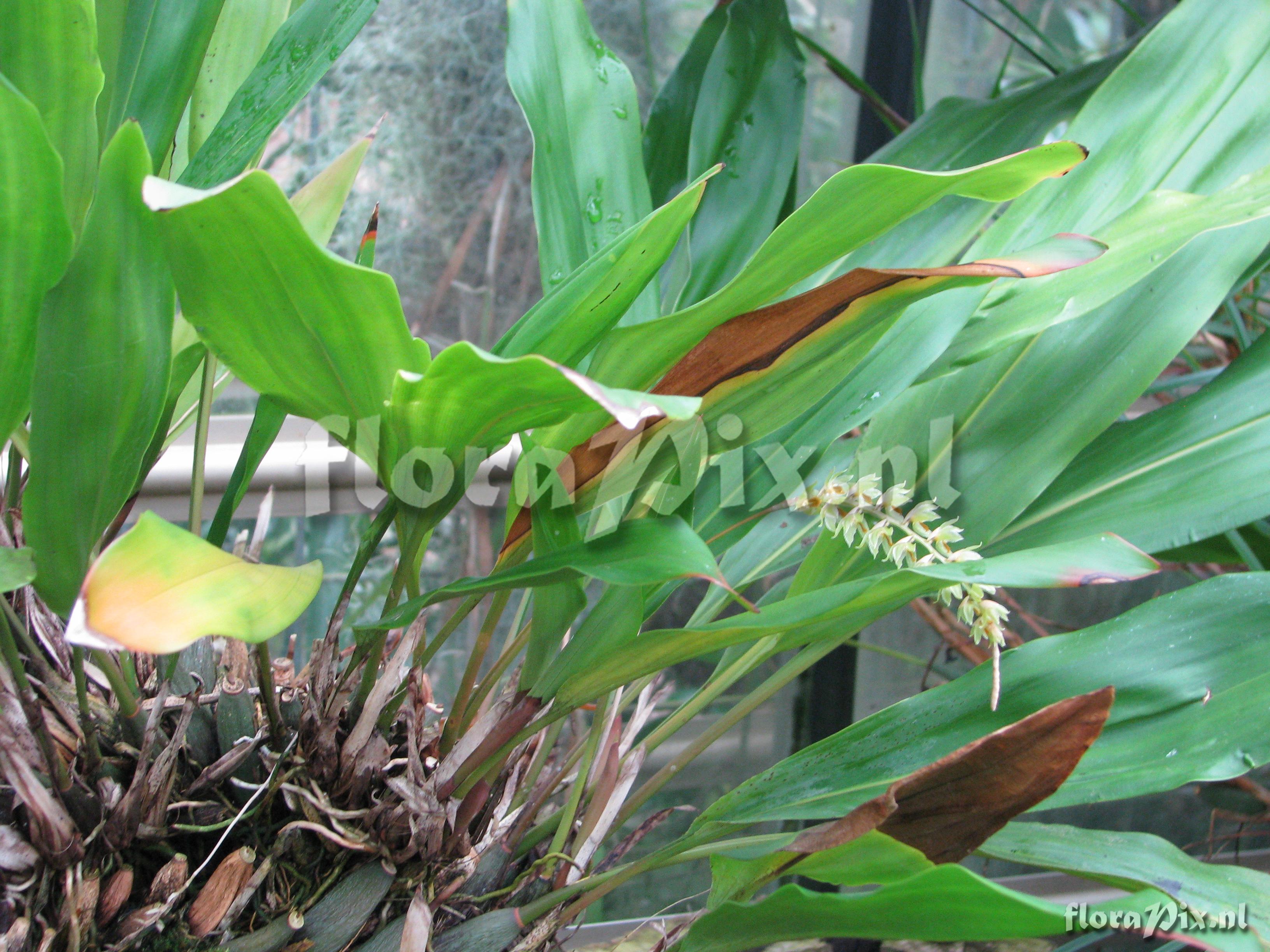 Dendrochilum latifolium ZW02248 -G