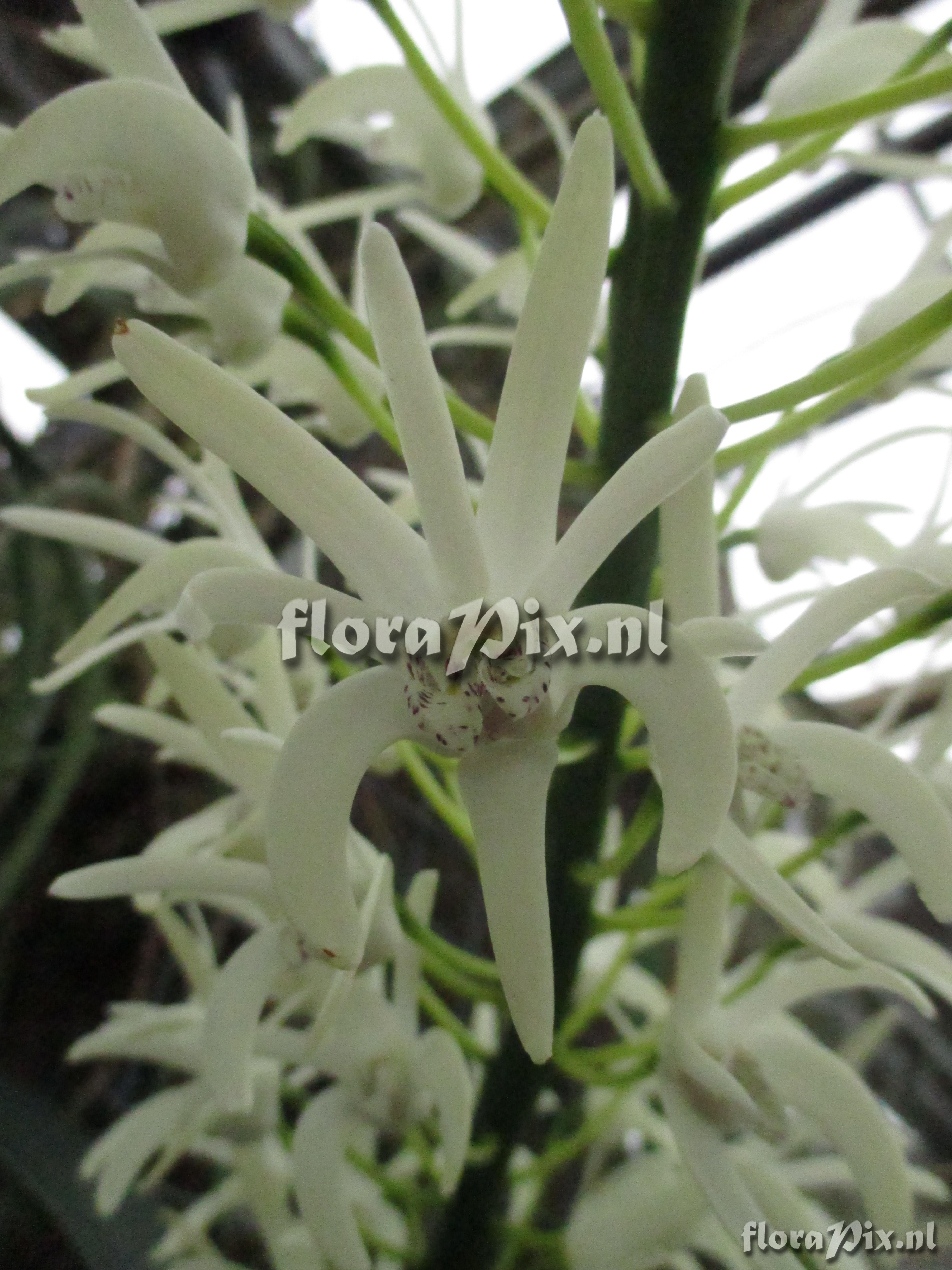 Dendrobium speciosum