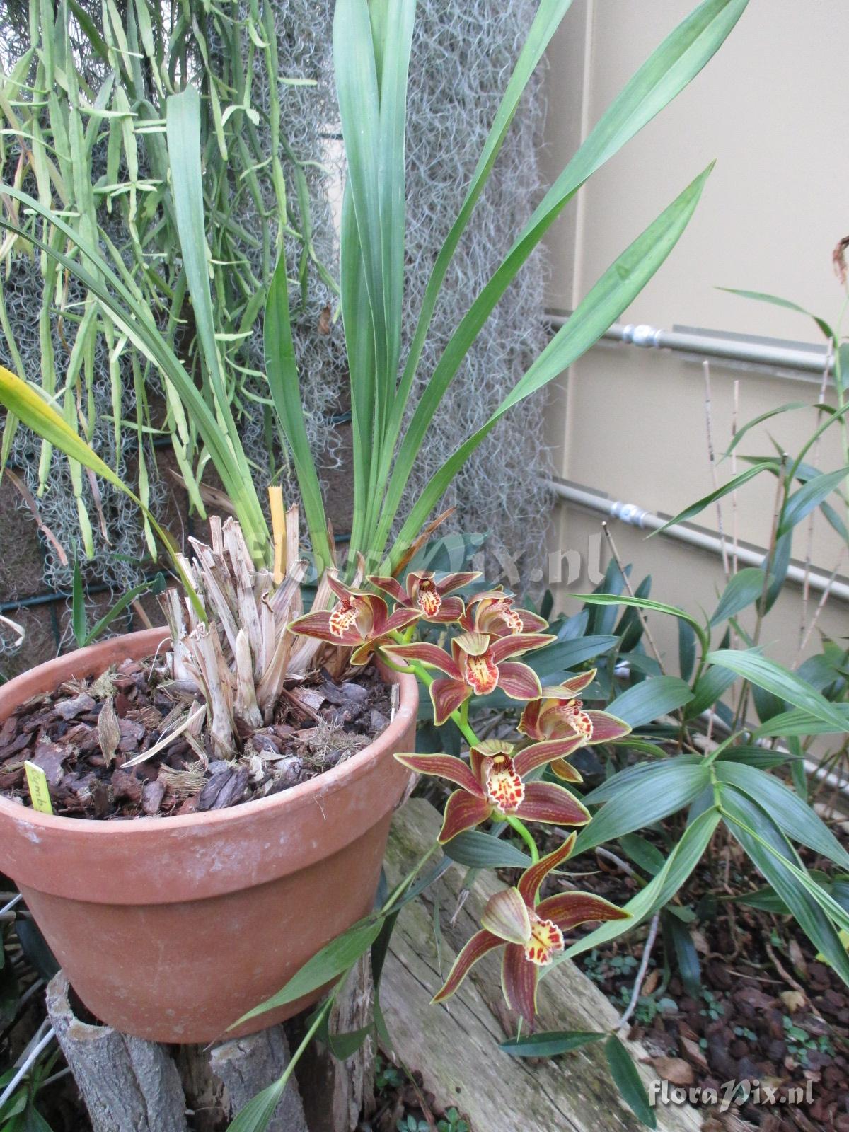 Cymbidium gigant.