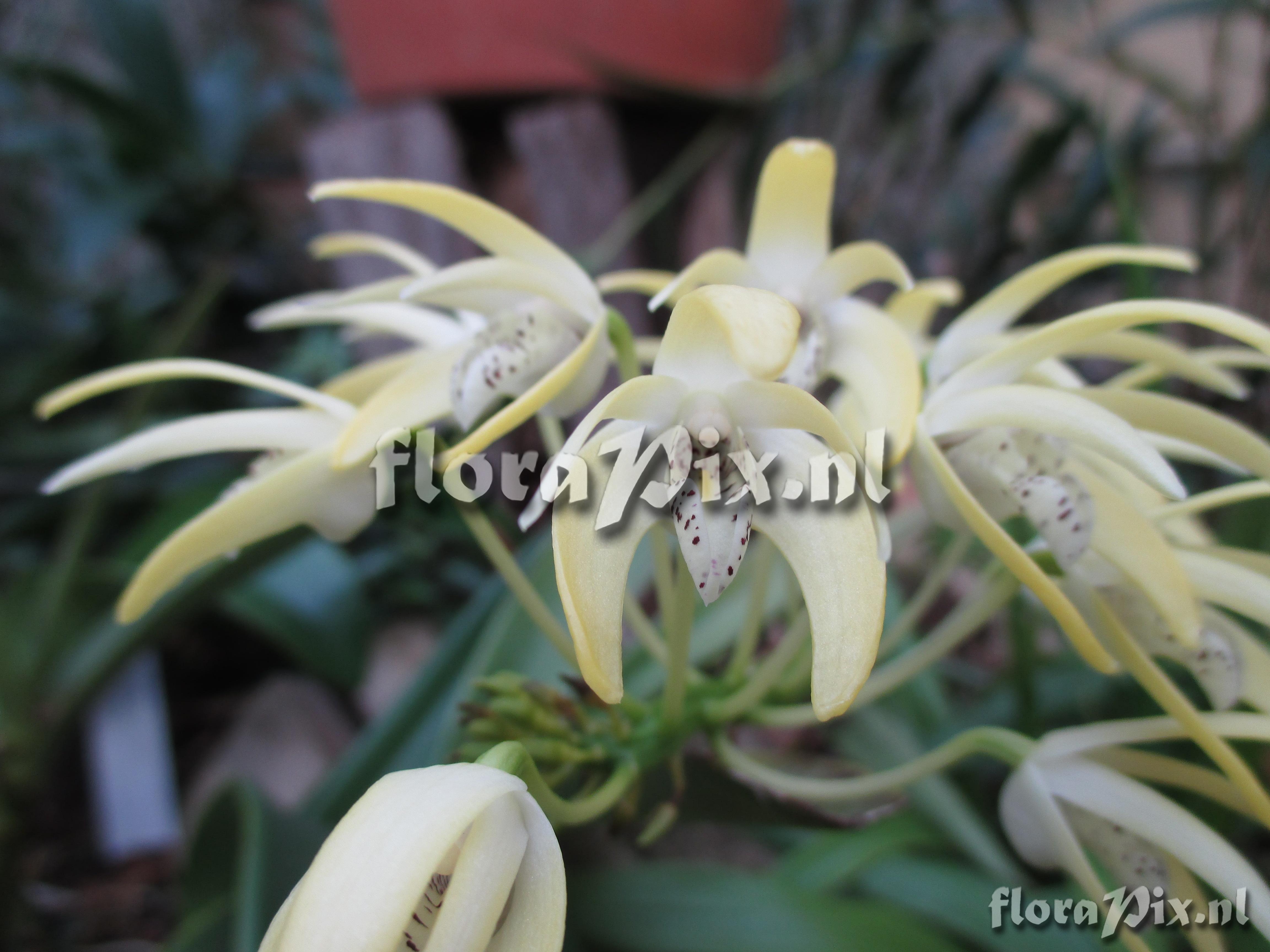 Dendrobium speciosum var. speciosum