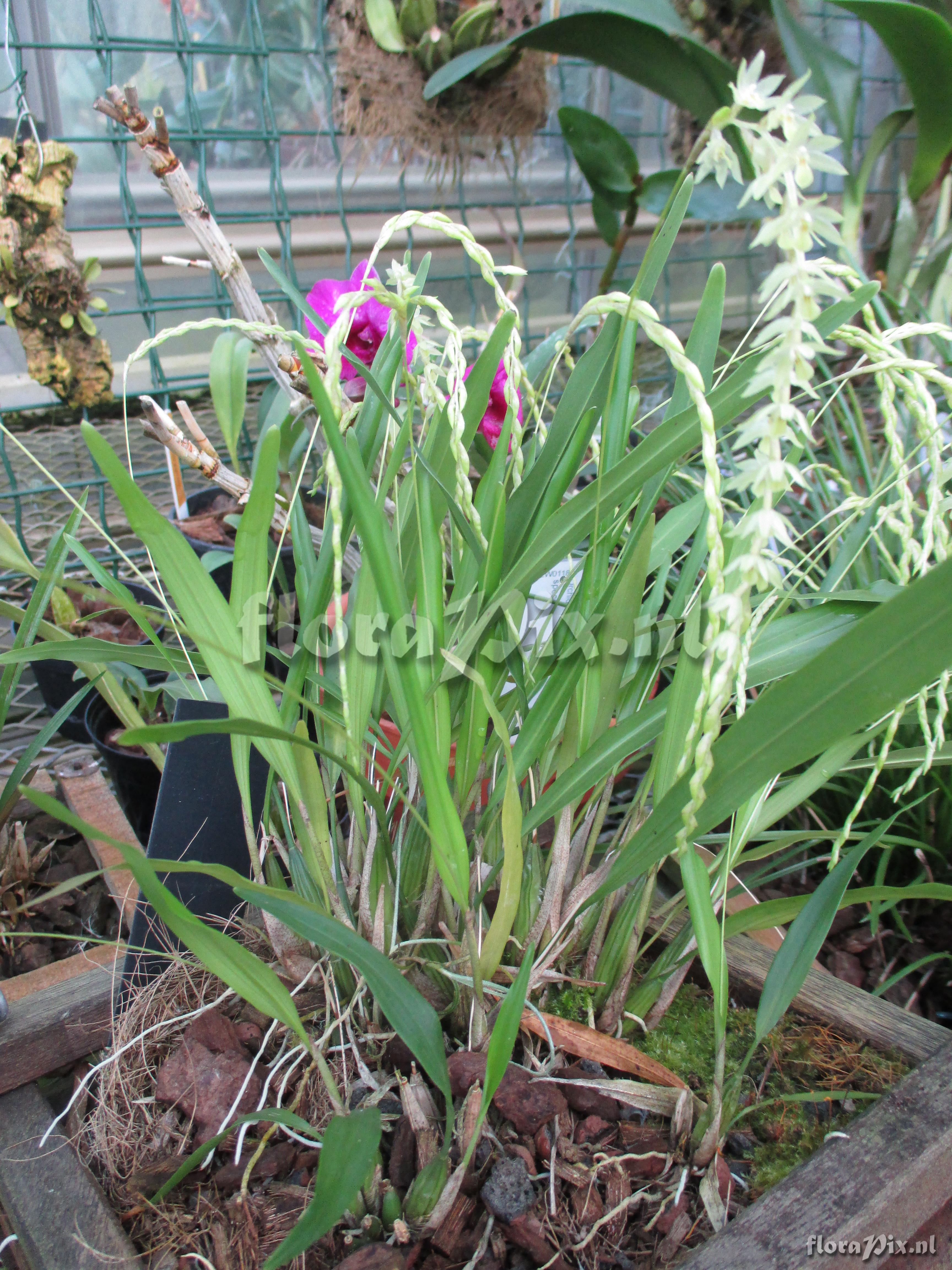 Dendrochilum uncatum