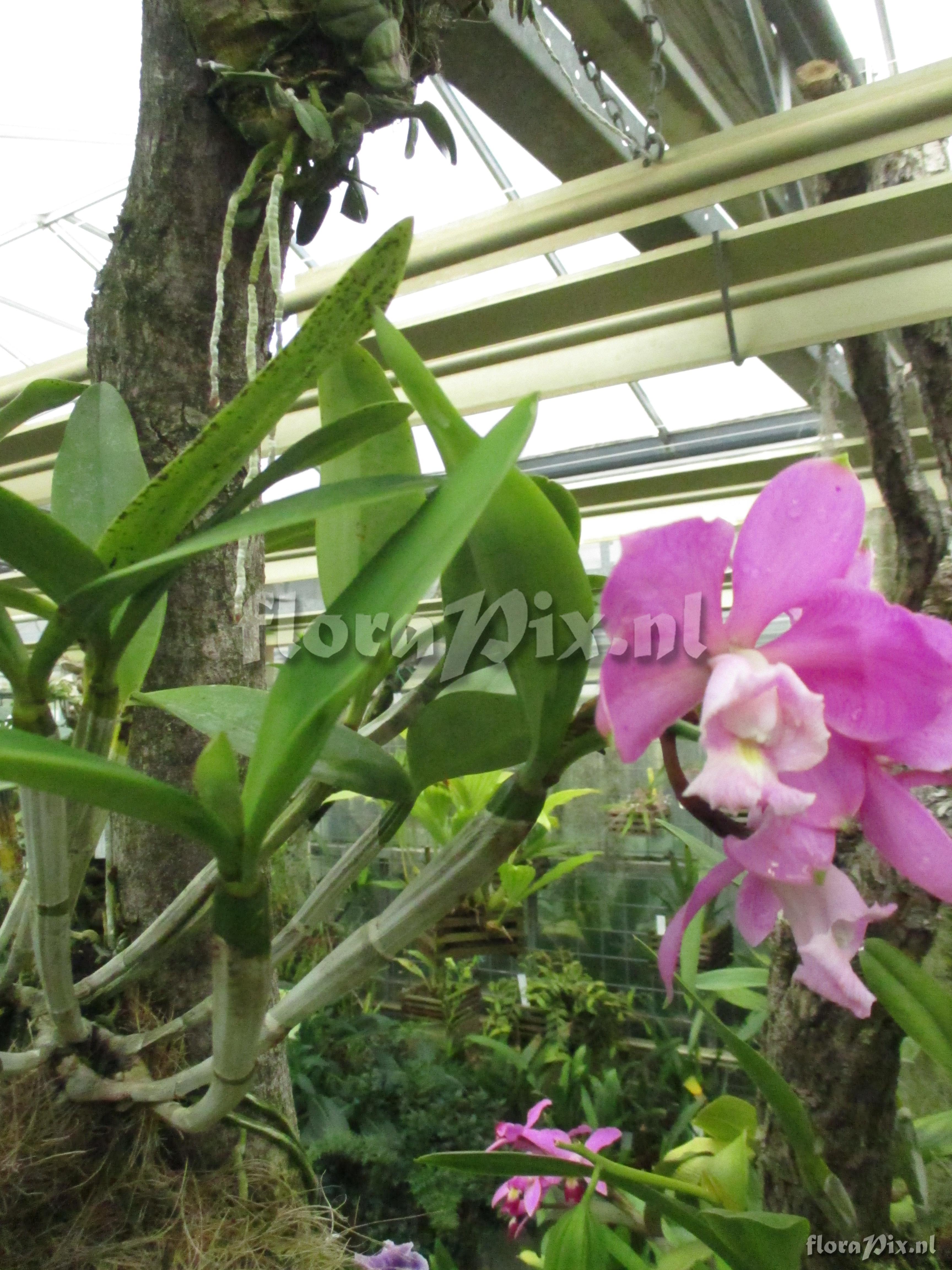 Cattleya harrisoniana