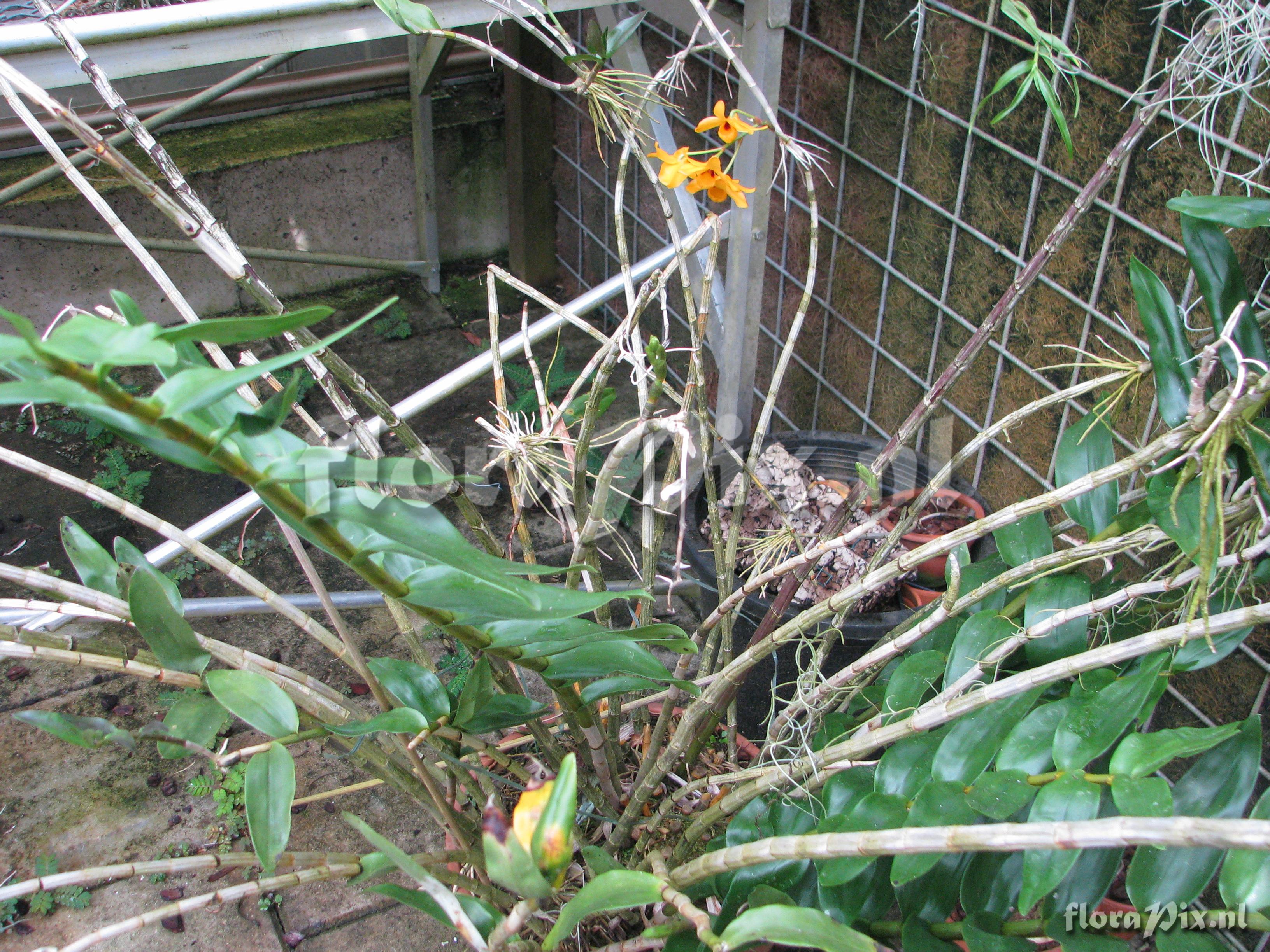 Dendrobium moschatum var. moschatum