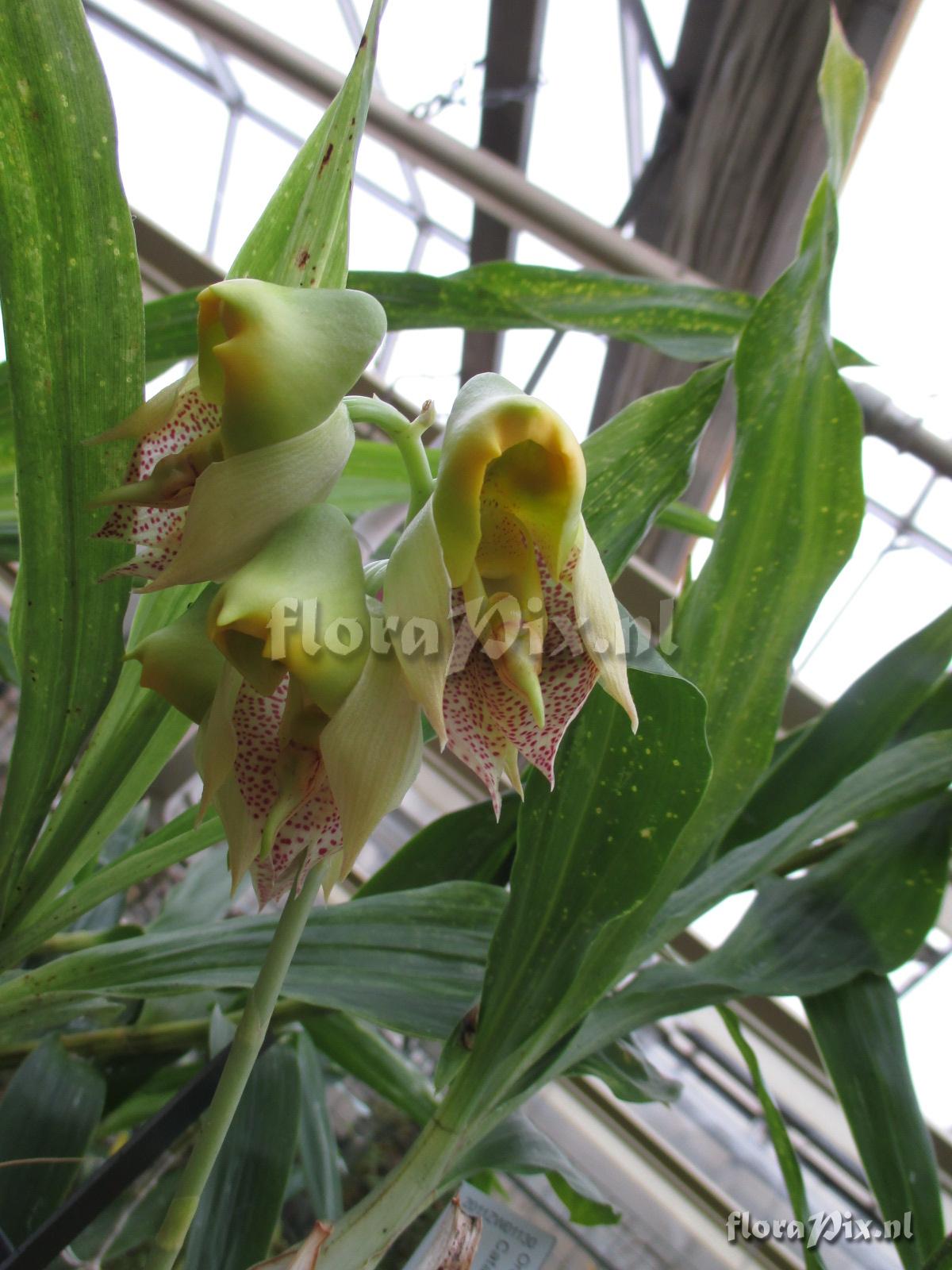 Catasetum ornithoides