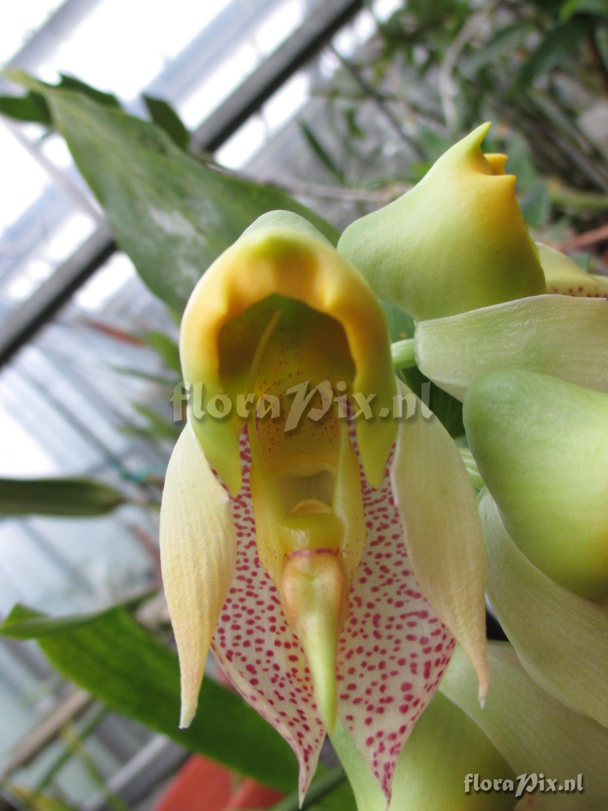 Catasetum ornithoides