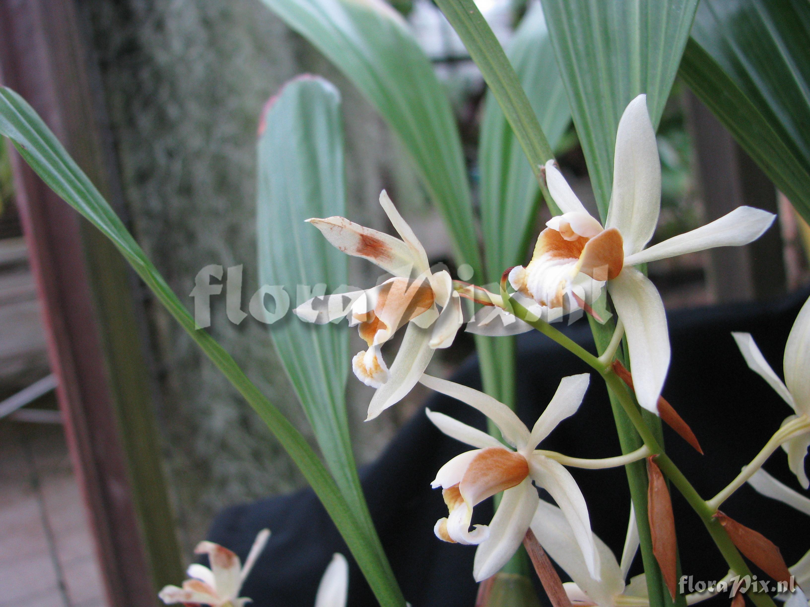 Coelogyne cinnamomea