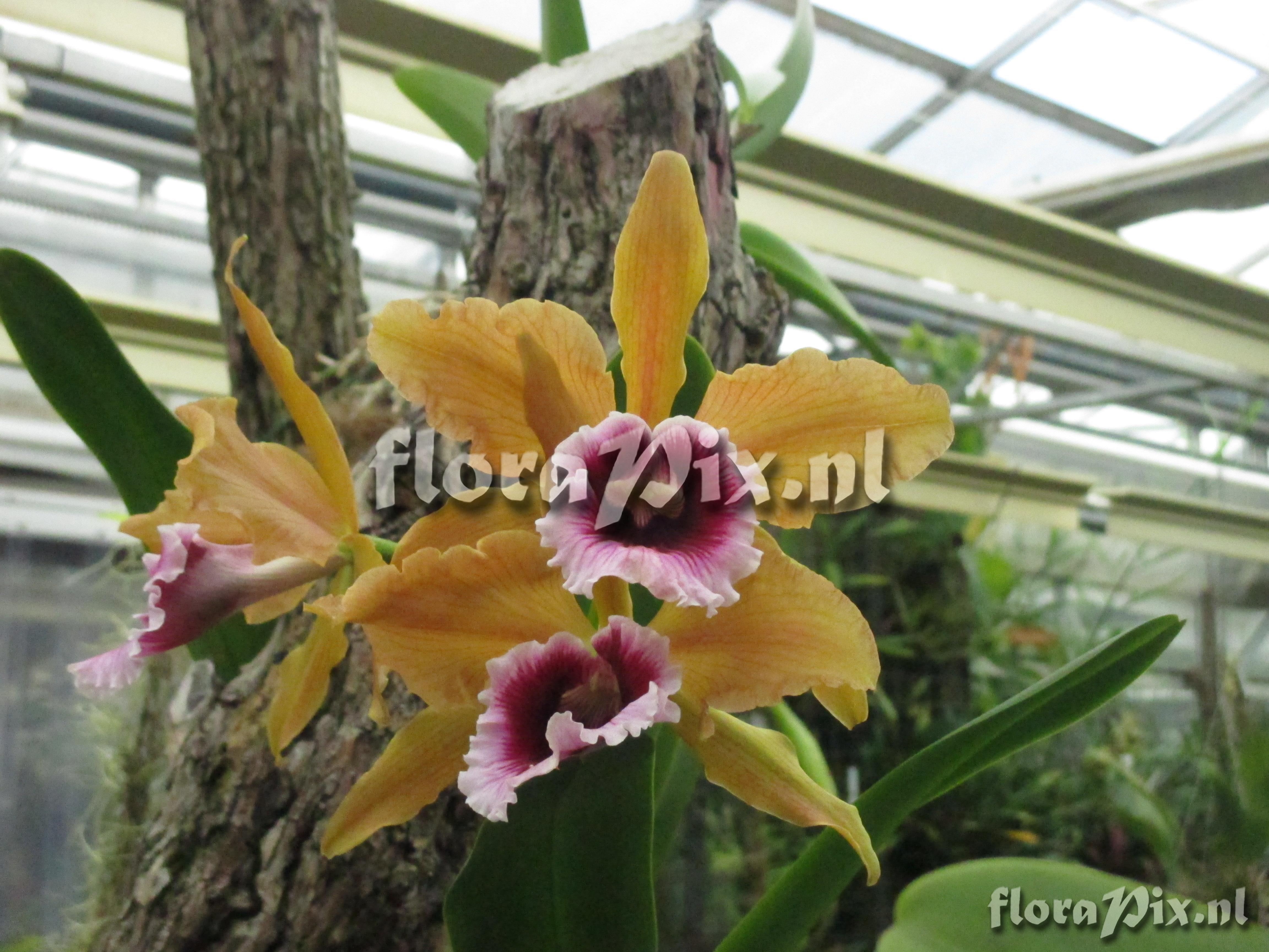 Cattleya tenebrae f aurea