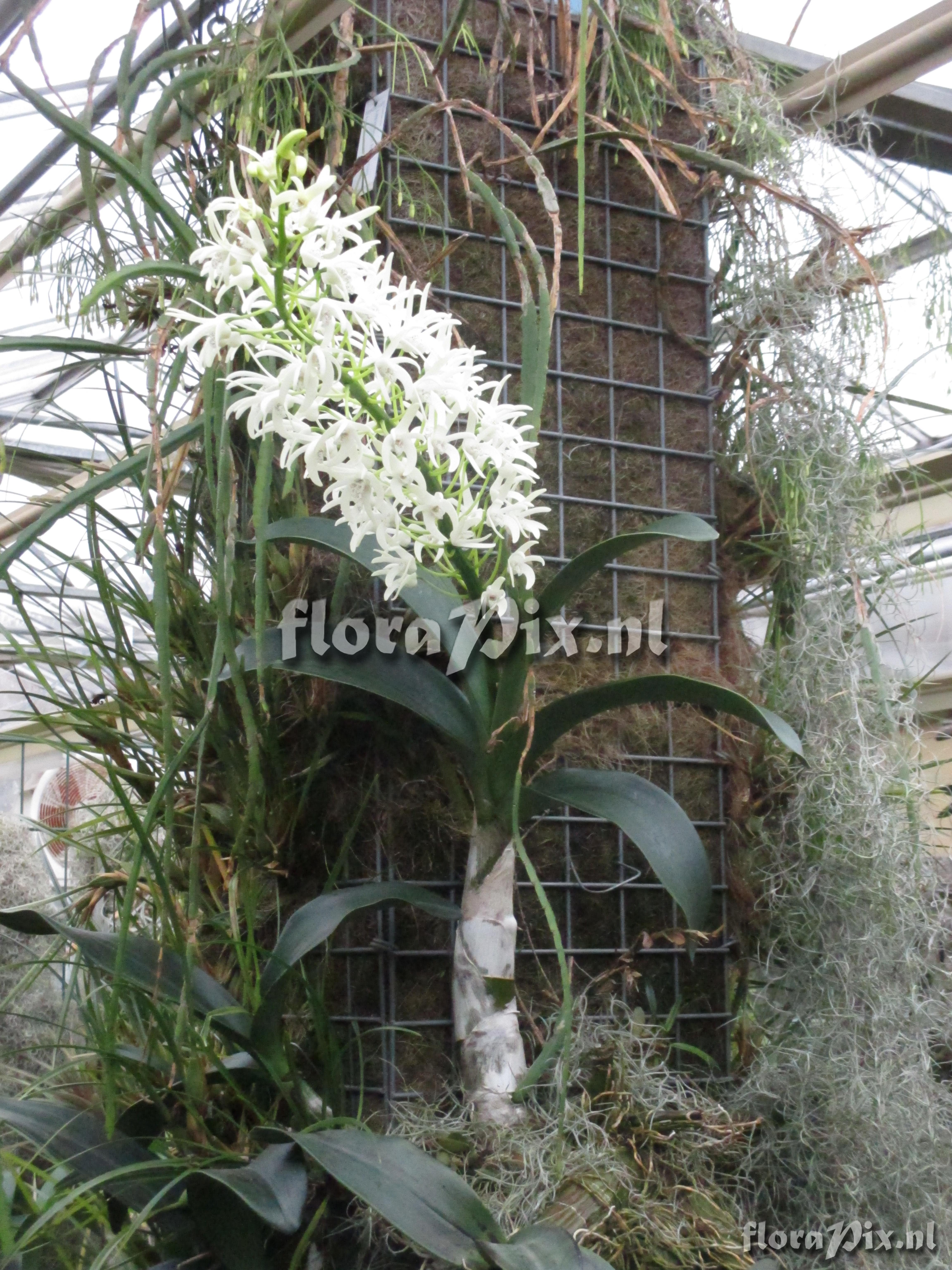 Dendrobium speciosum var. speciosum