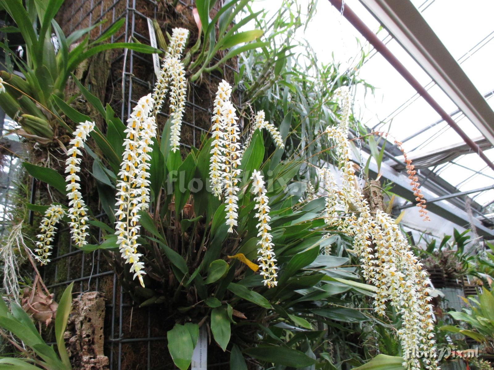 Dendrochilum cobbianum