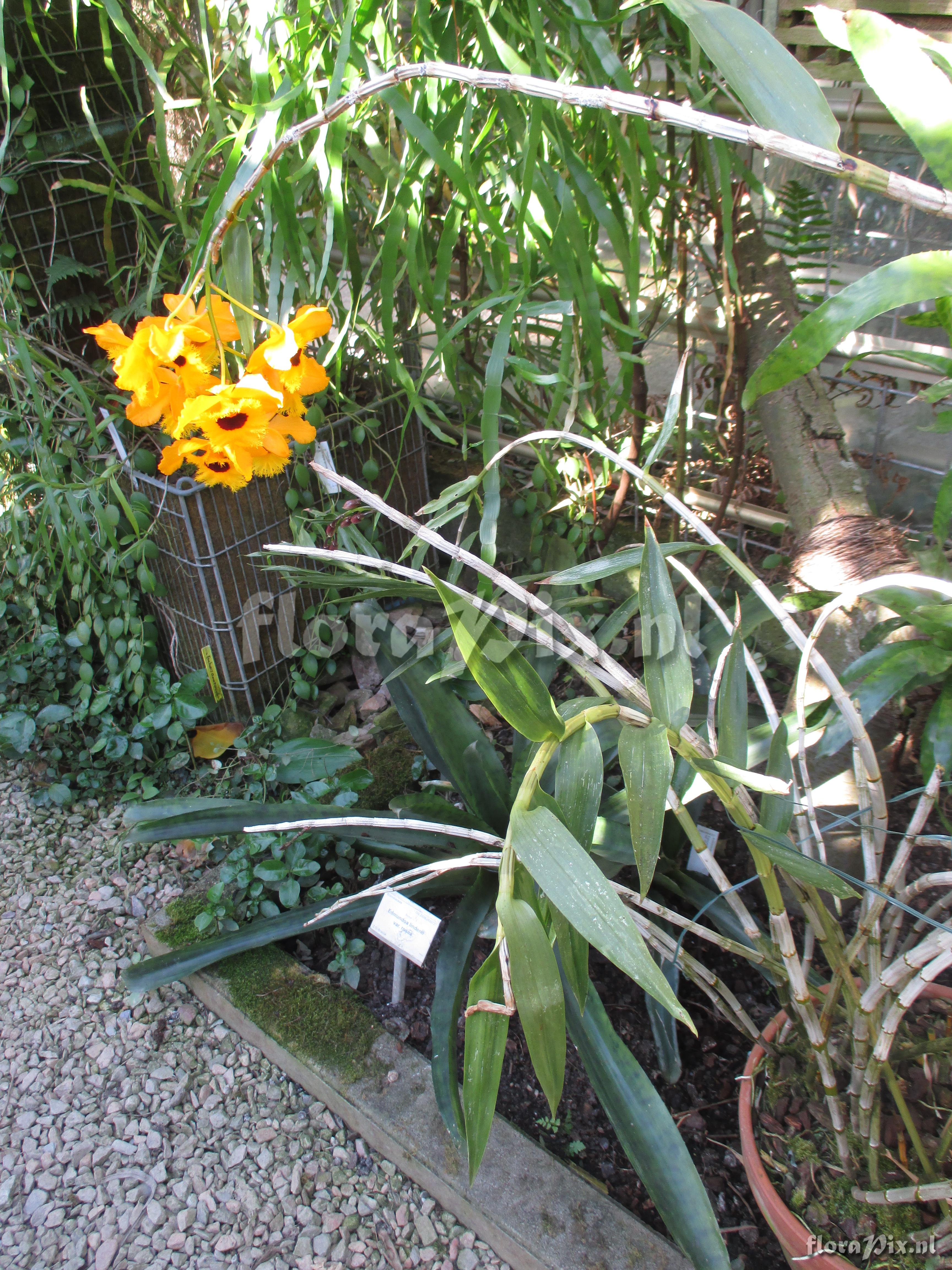 Dendrobium fimbriatum var.oculatum