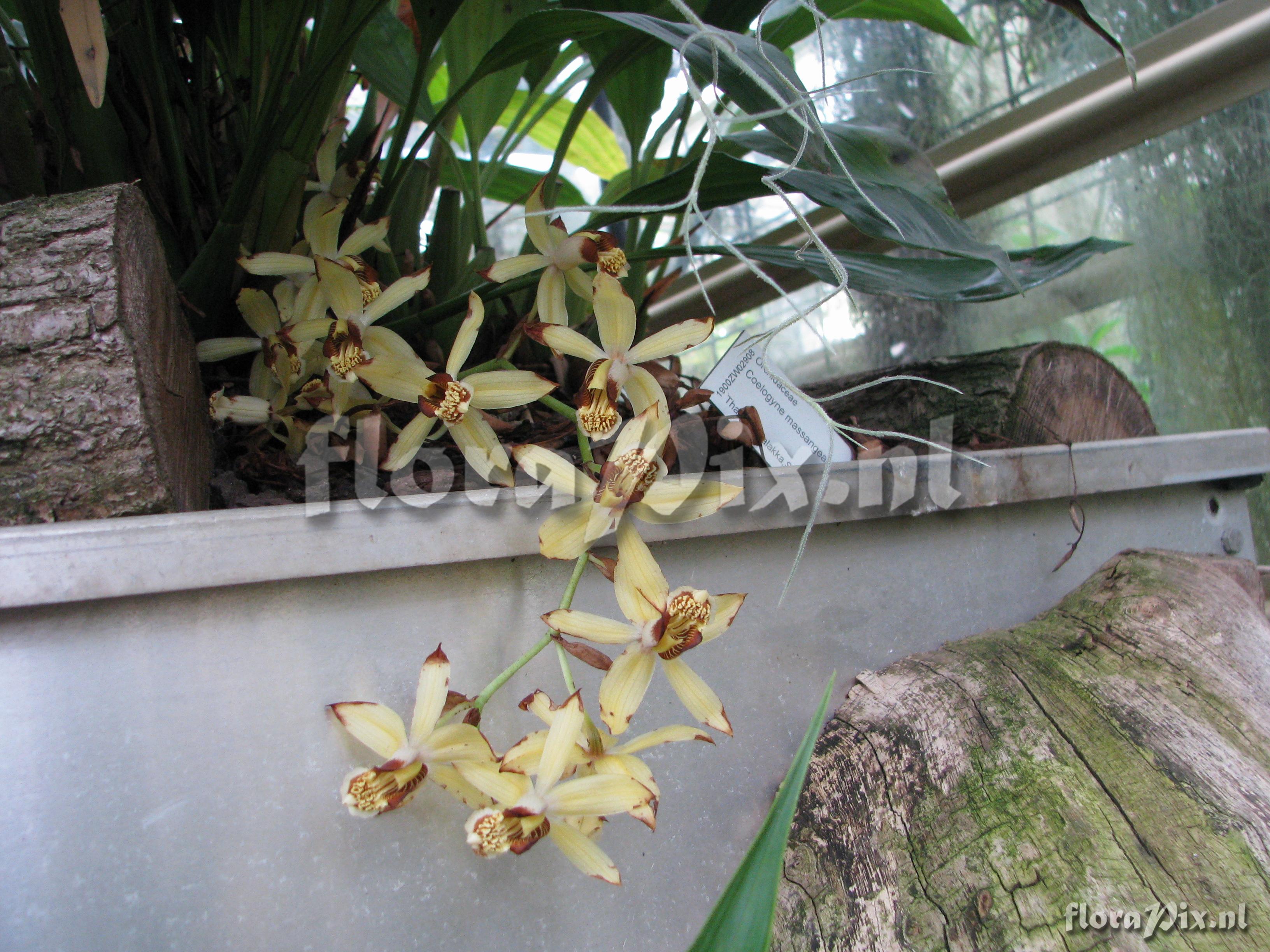 Coelogyne massangeana