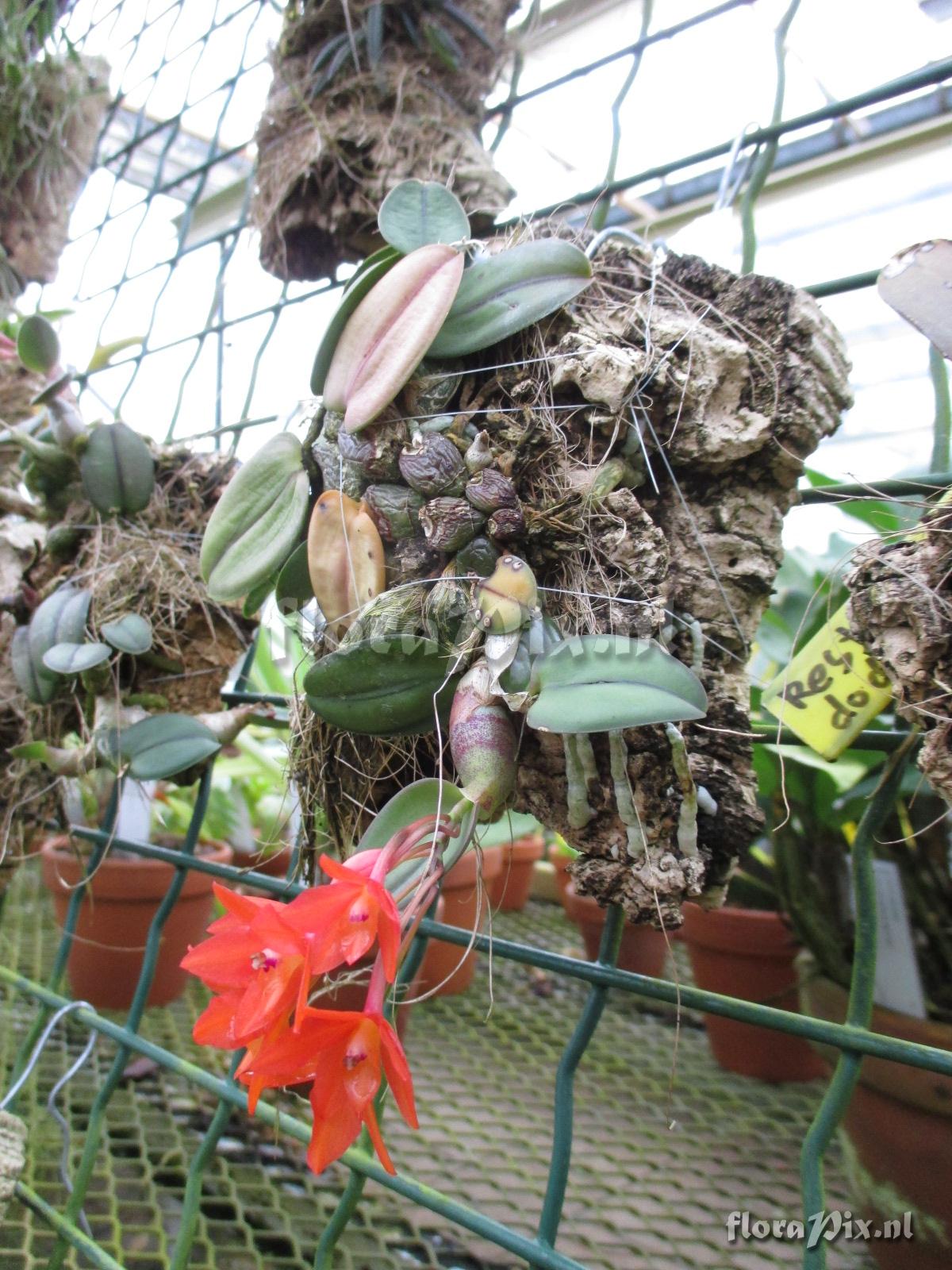 Cattleya cernua