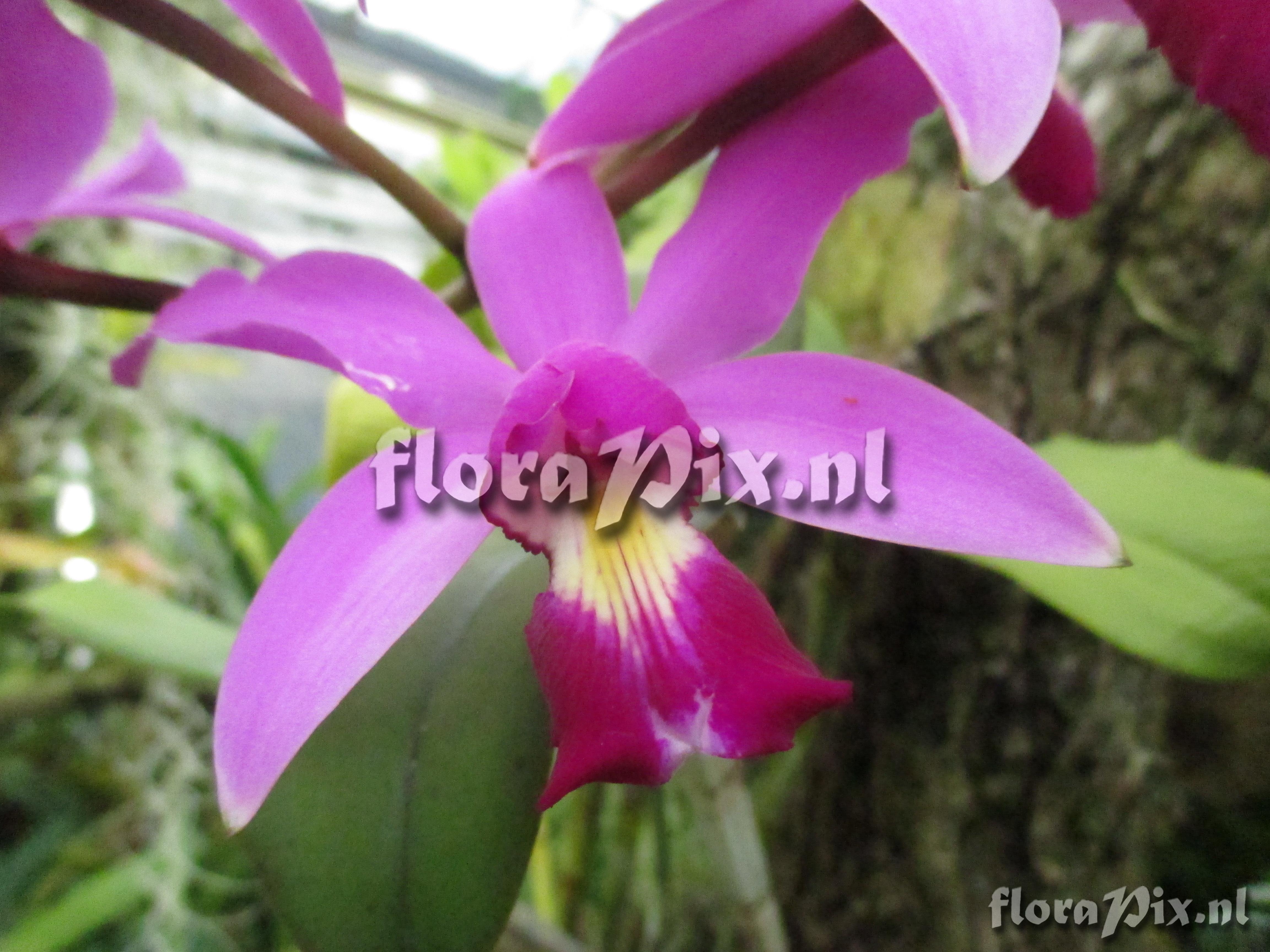 Cattleya violacea