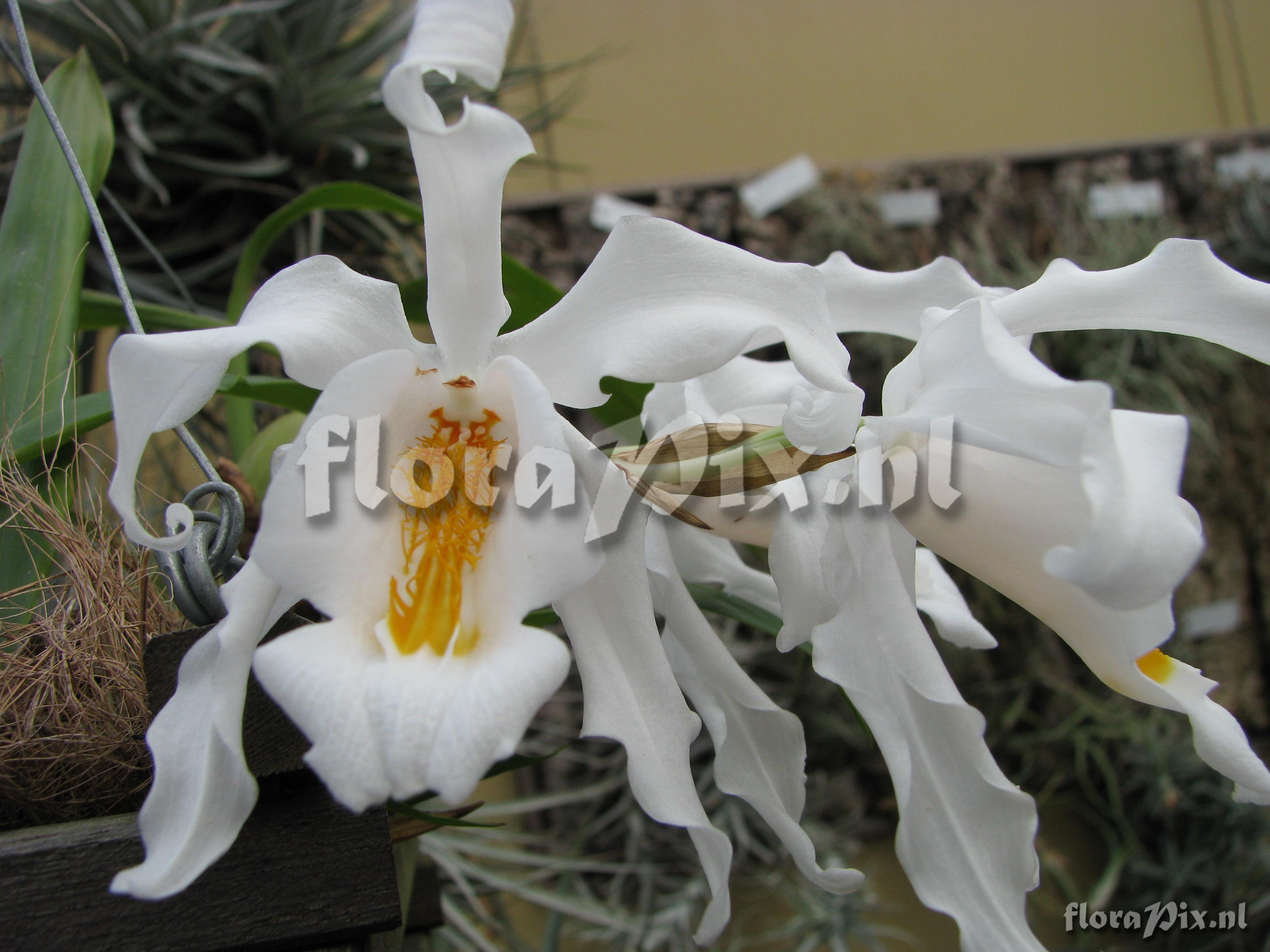 Coelogyne cristata var. cristata