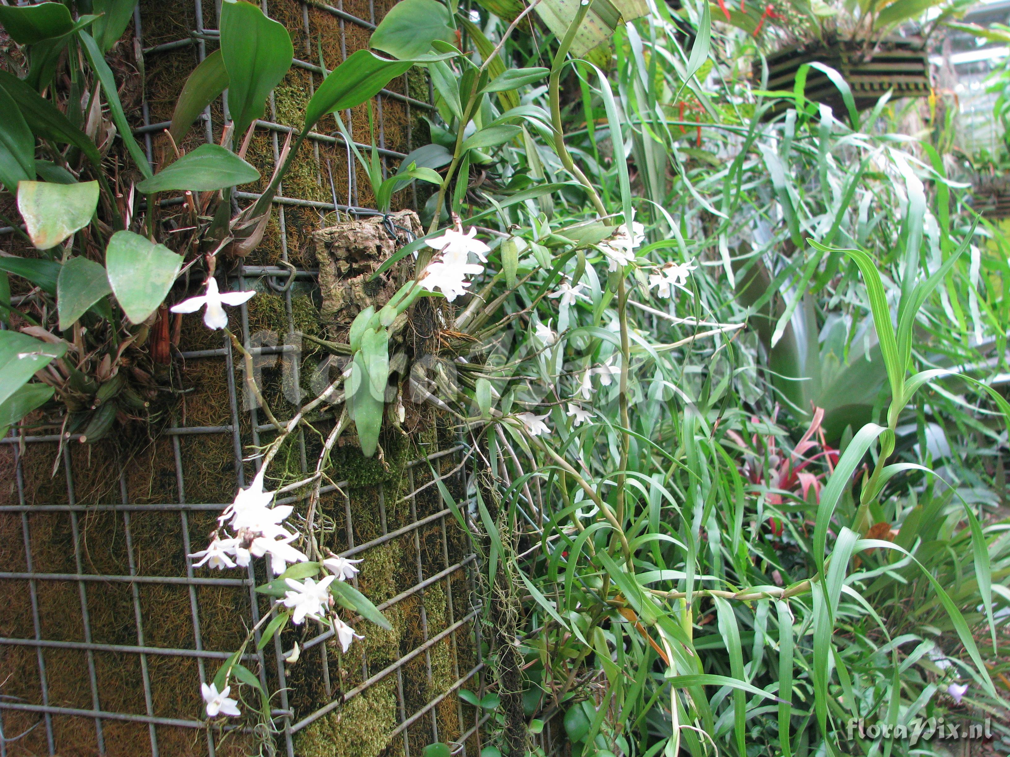 Dendrobium crumenatum