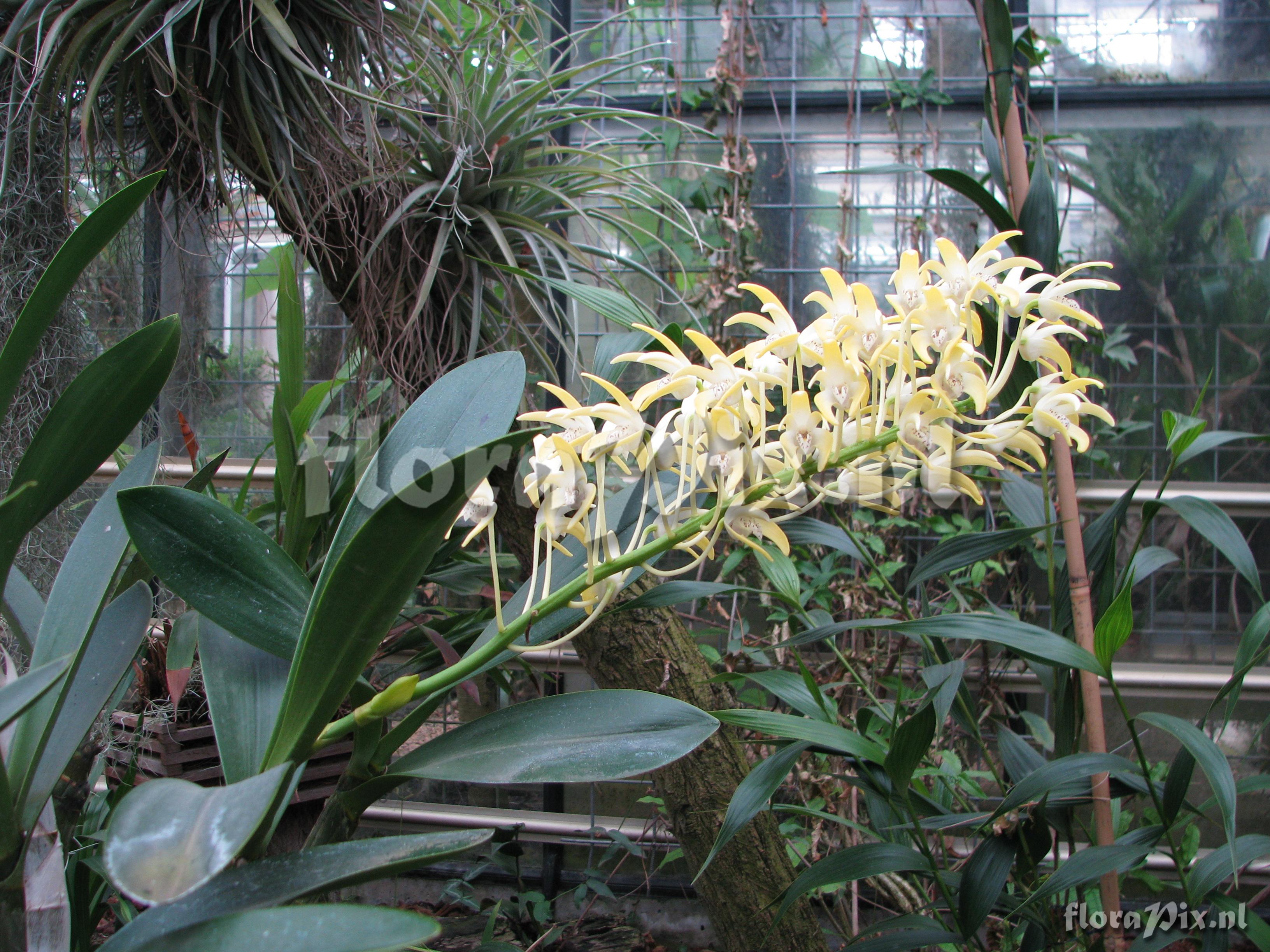 Dendrobium speciosum var. speciosum