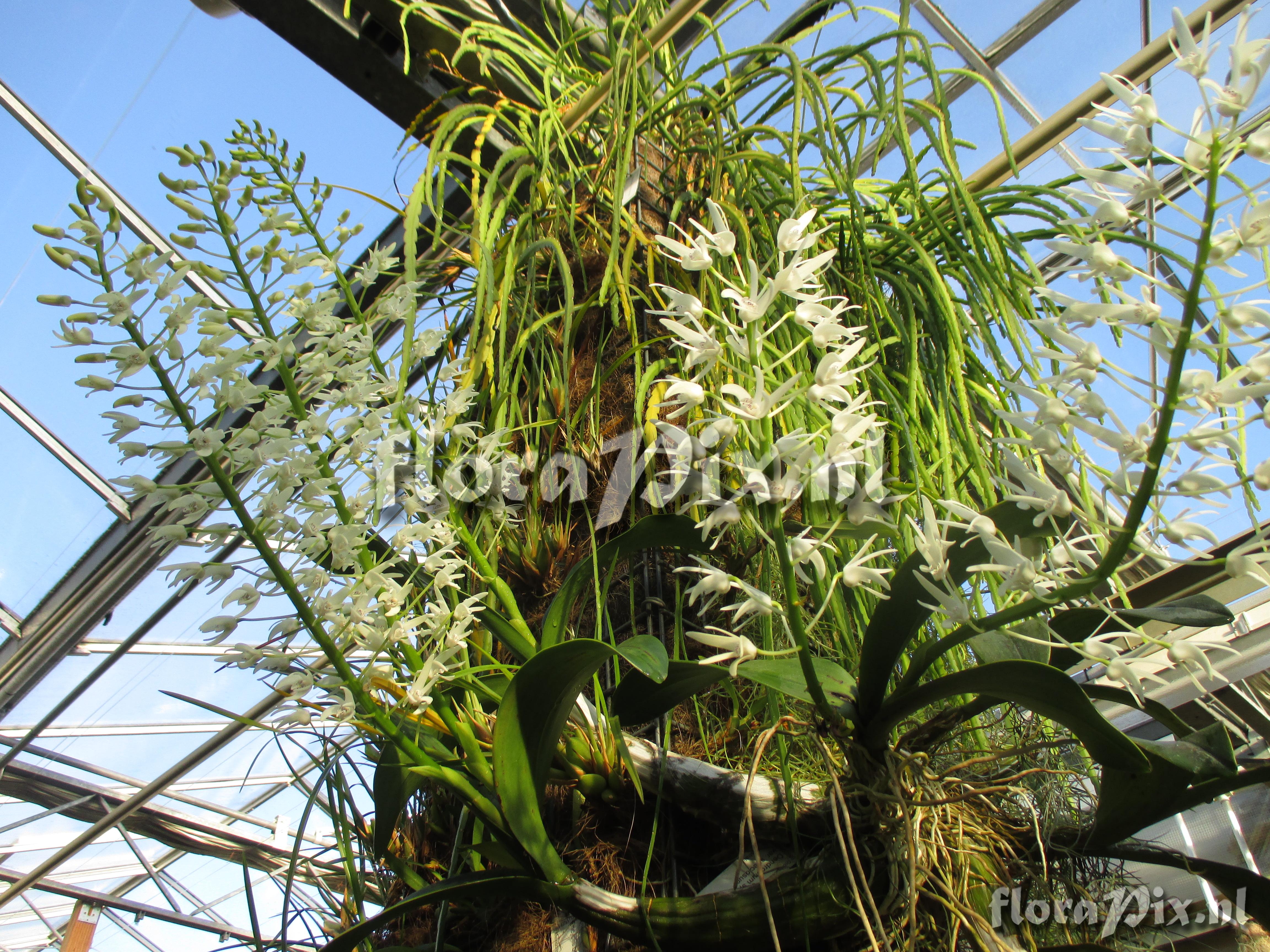 Dendrobium speciosum var. speciosum