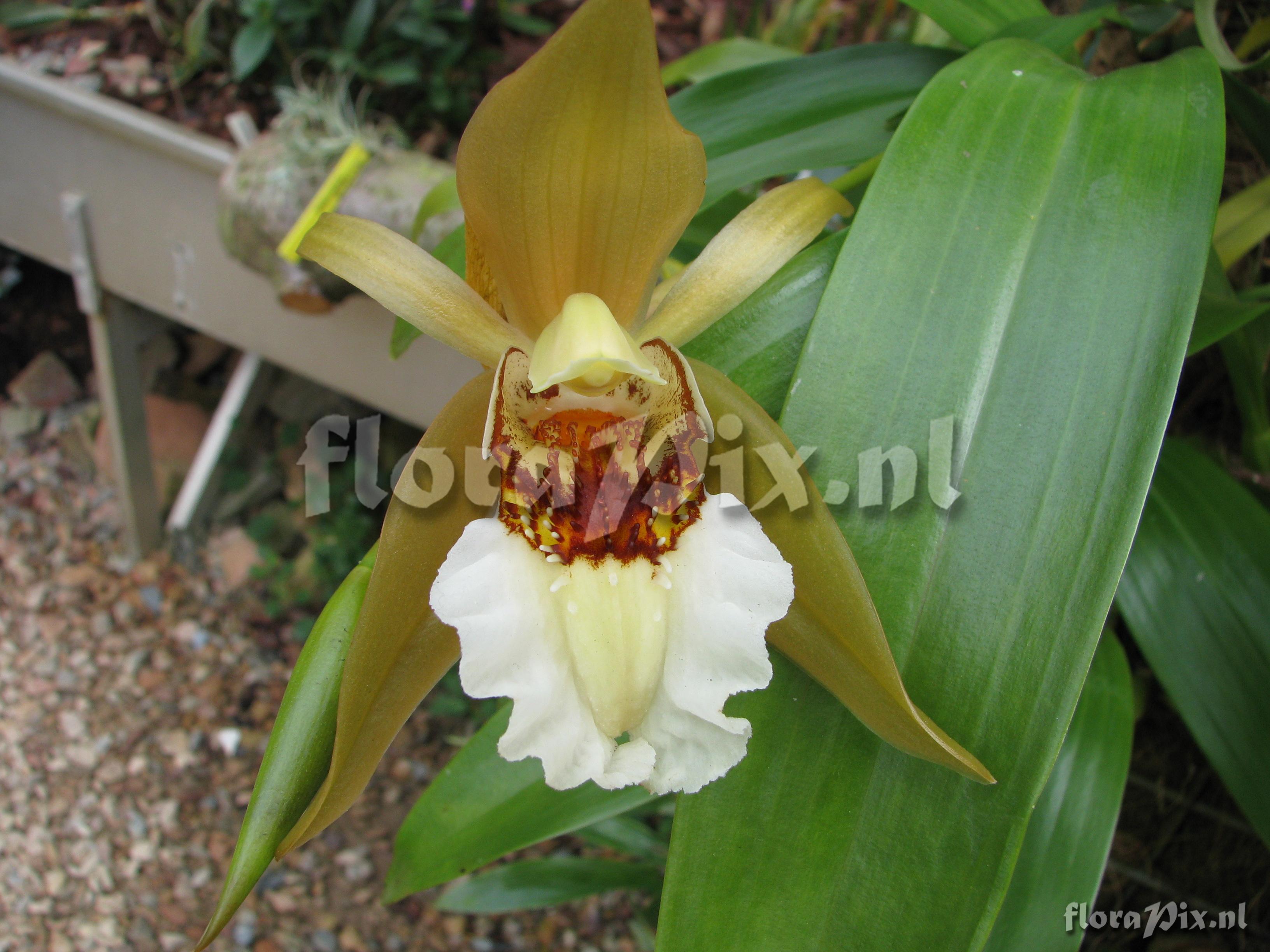 Coelogyne lawrenceana