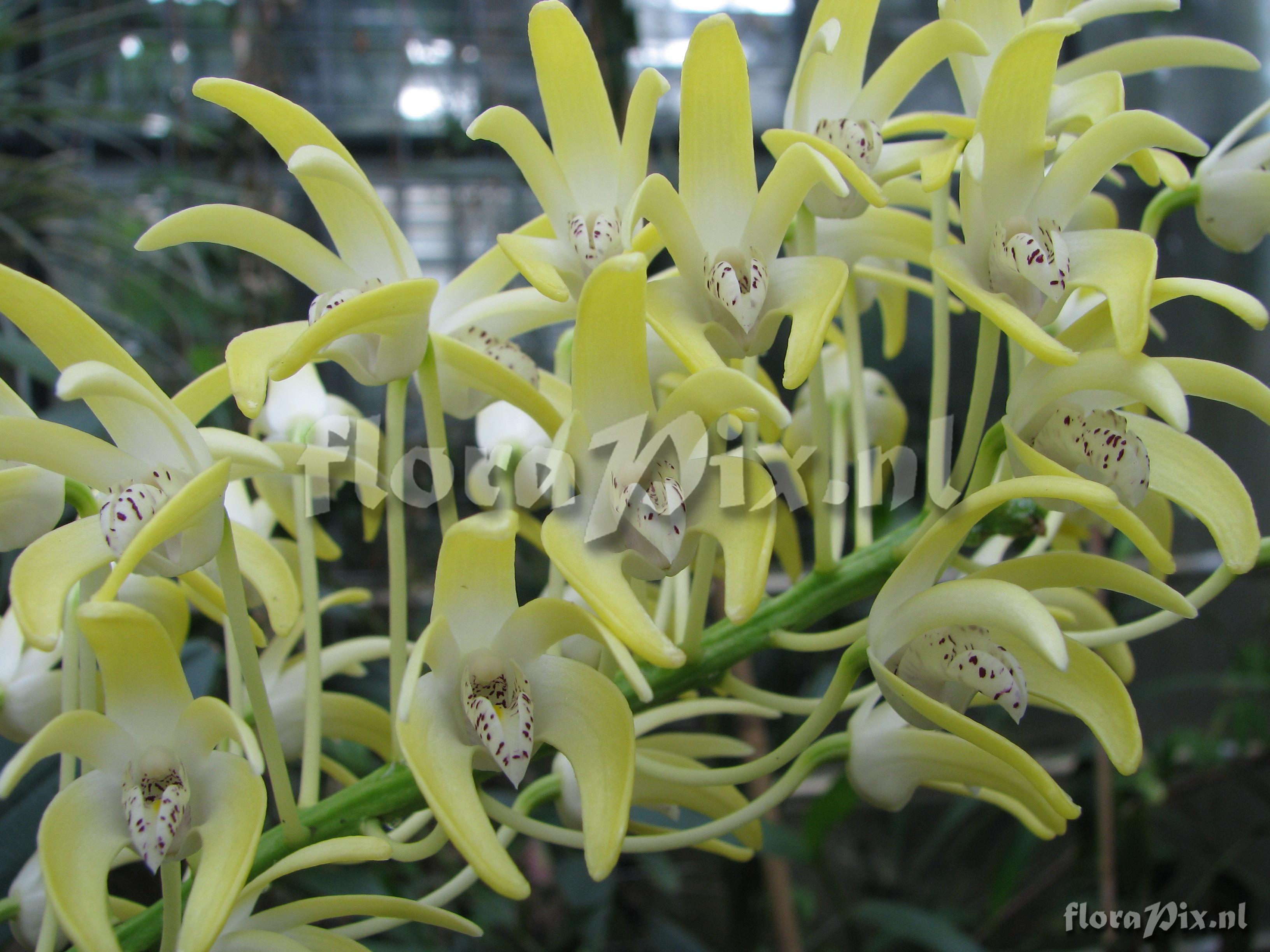 Dendrobium speciosum